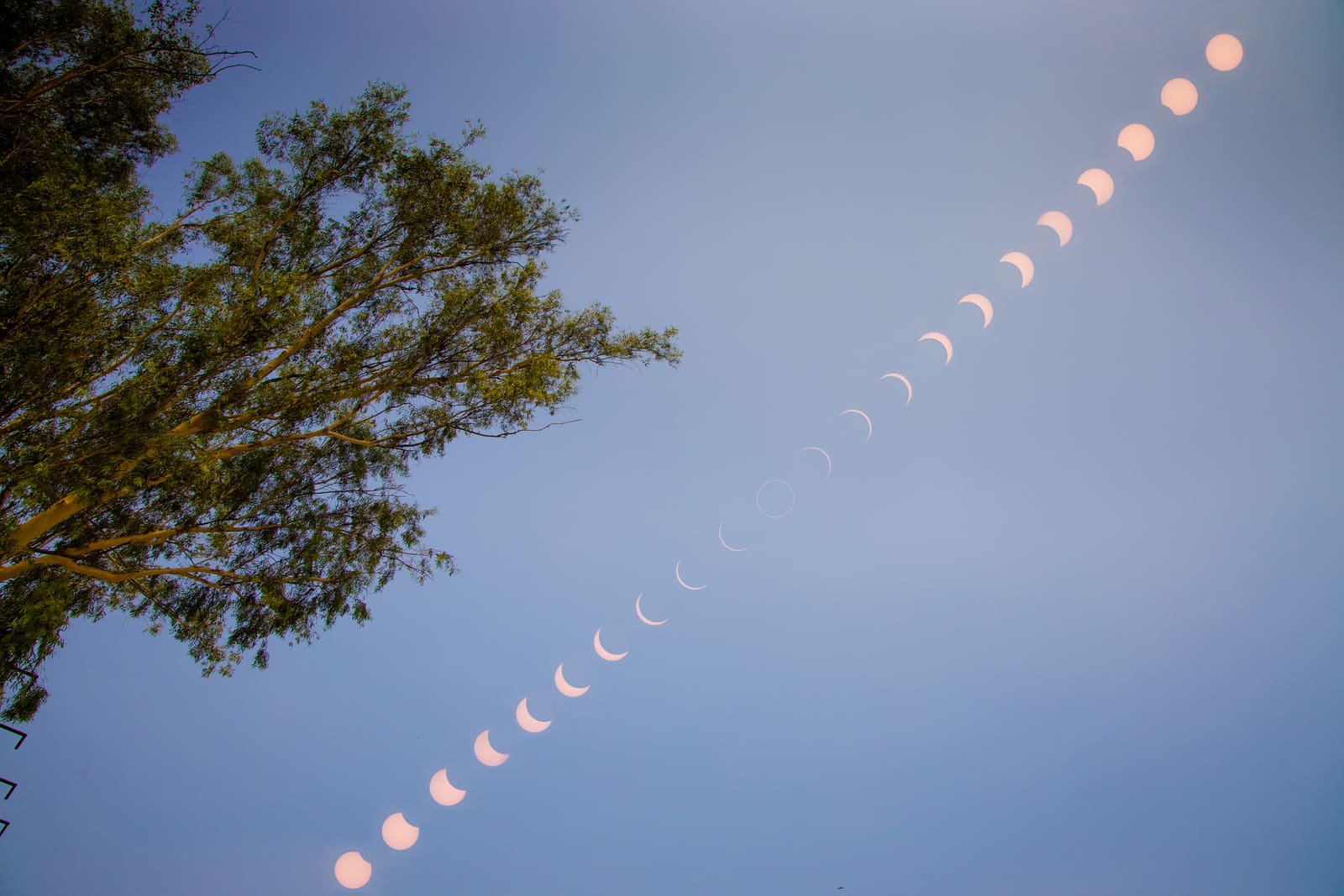 A composite image showing a sequence of partially eclipsed suns arranged in an arc across the sky, above a dark tree silhouette.