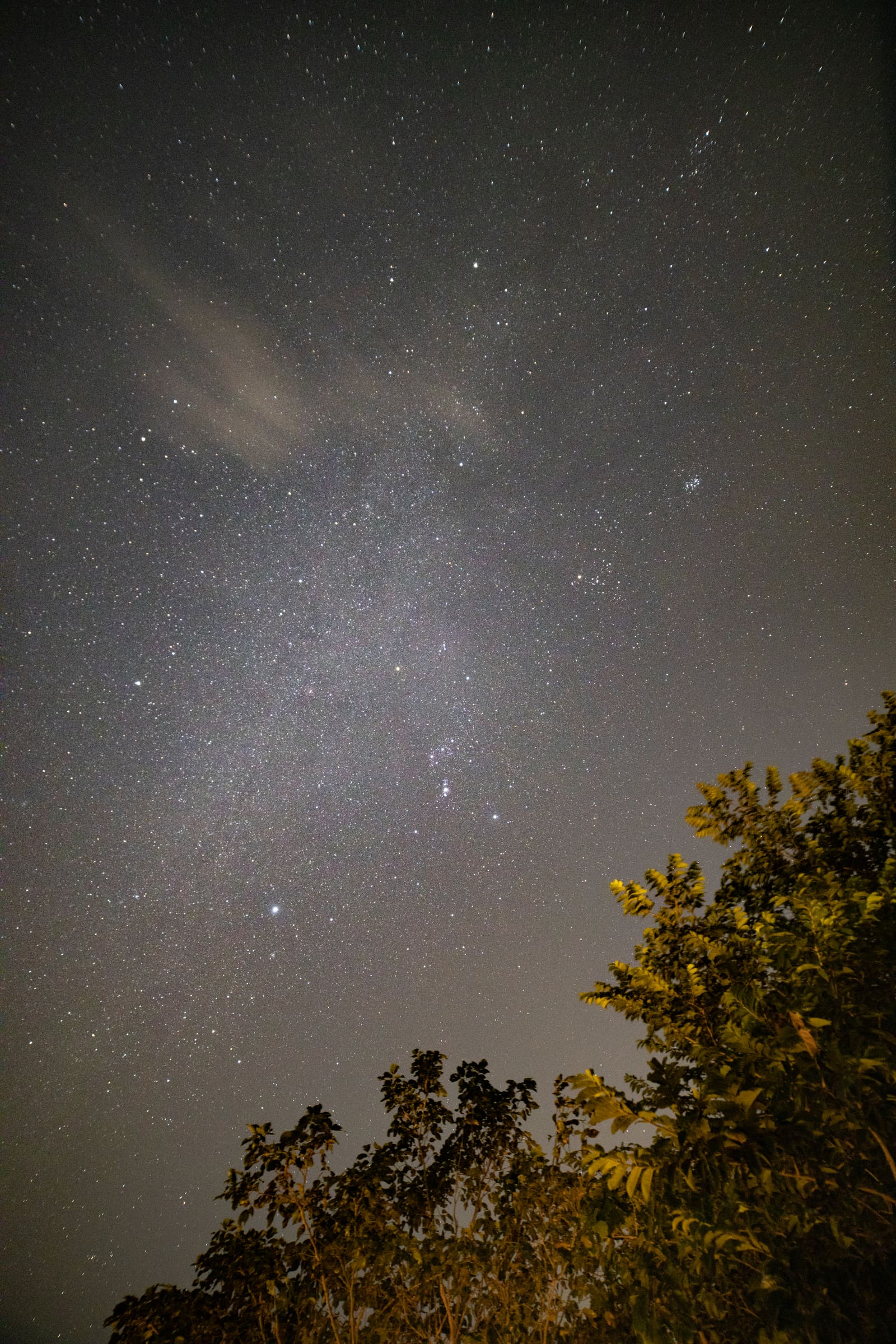A faint Milky Way band and the constellation Orion above a warmly lit tree silhouette at Chambal.