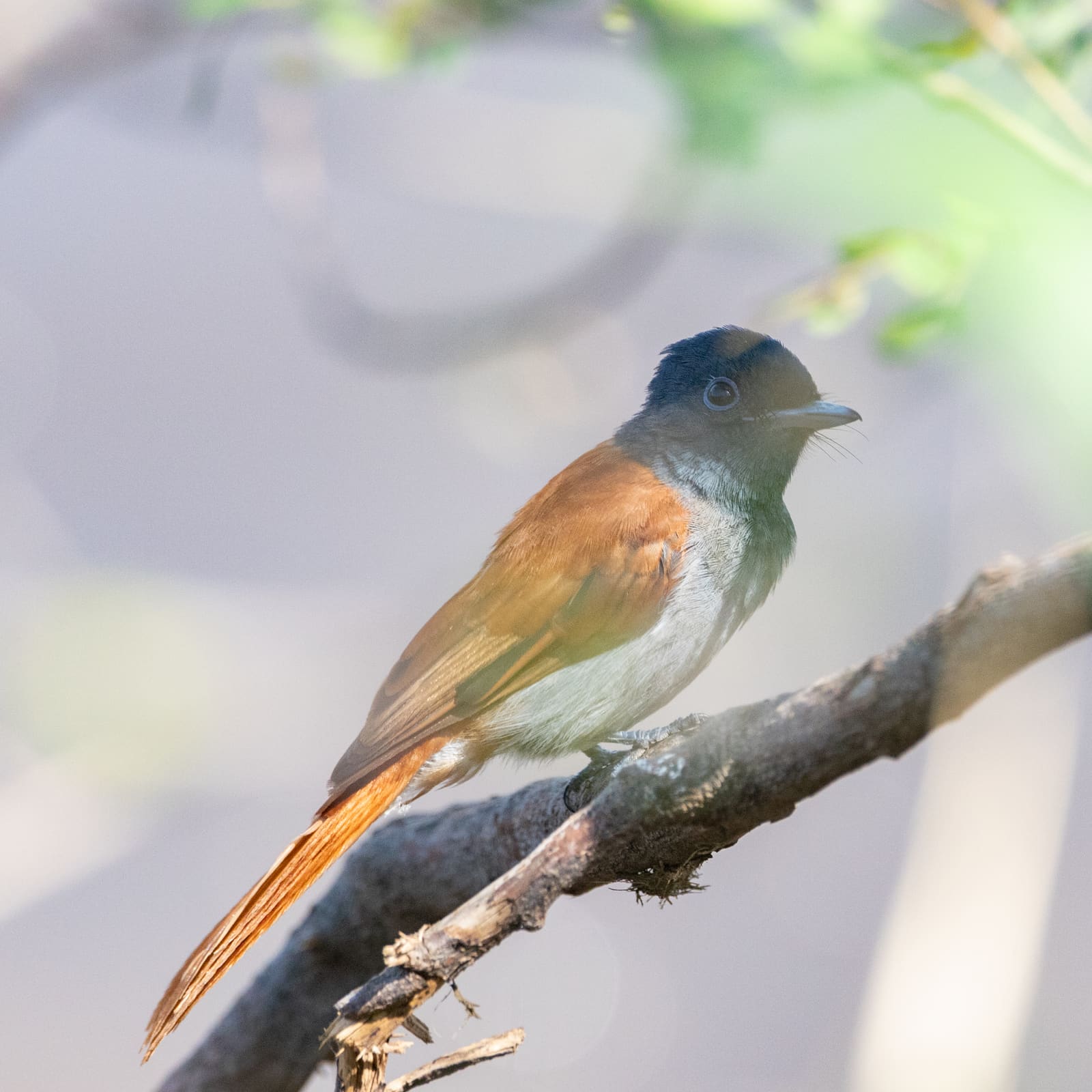 A bird with a glossy black head, rufous-orange back and tail, and pale grey underparts, perched on a branch.