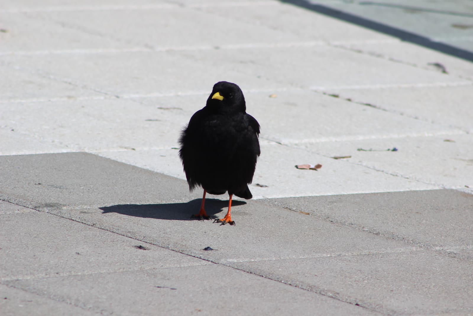 A black bird with a short yellow bill and bright orange-red legs standing on paved ground.