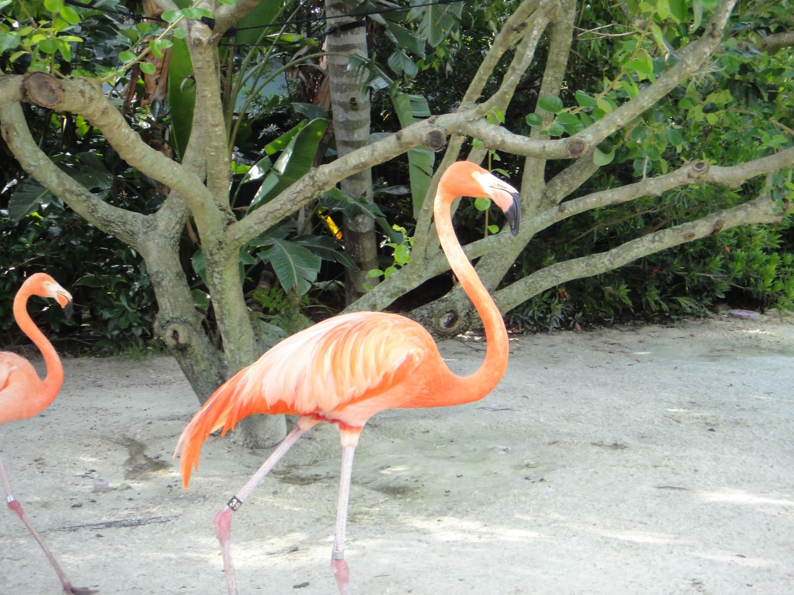 A bright orange-pink flamingo with its neck curved down, standing near trees.