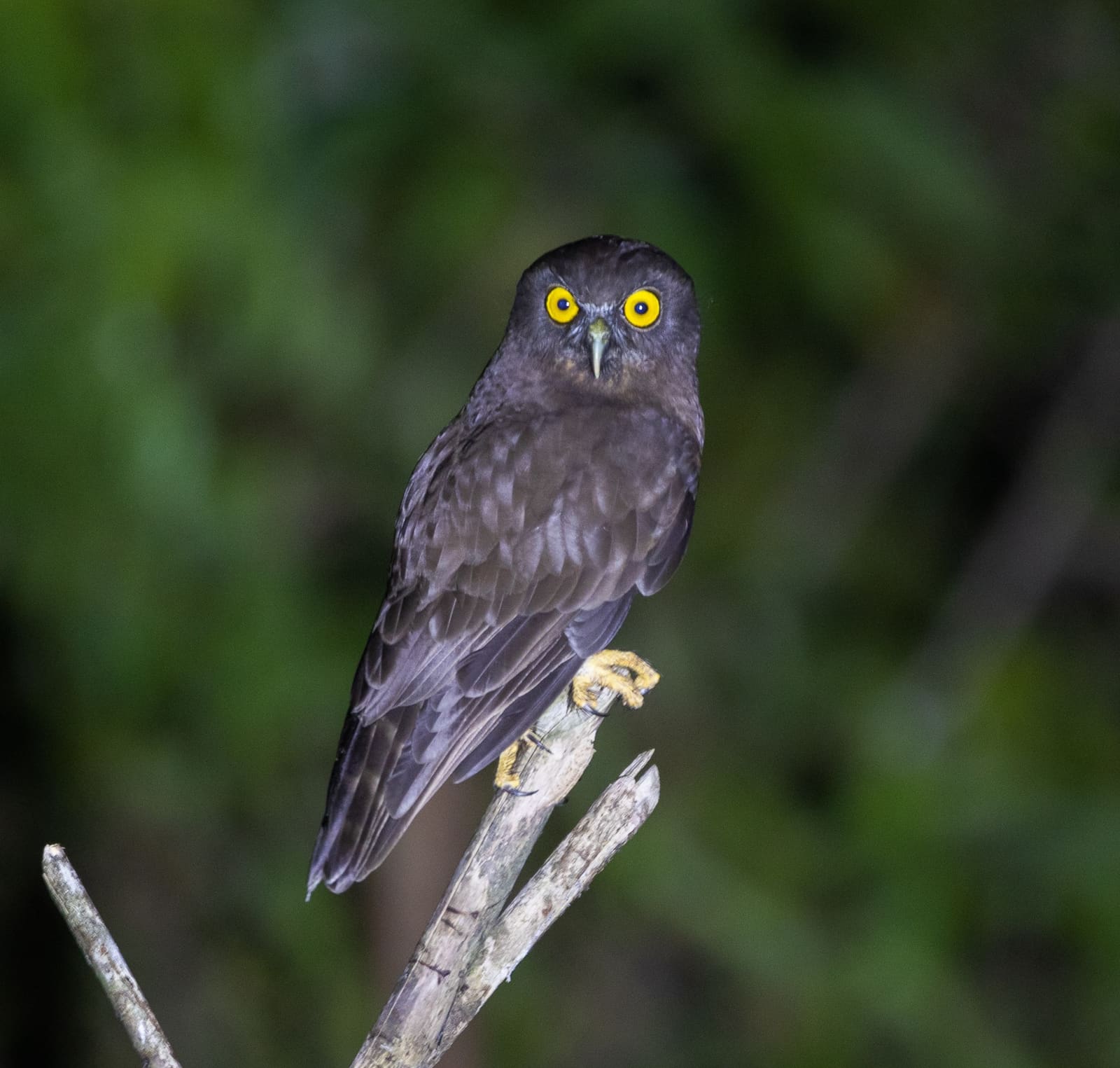 A small brown owl with large yellow eyes and a plain grey-brown face, perched upright on a bare branch against a green forest background.