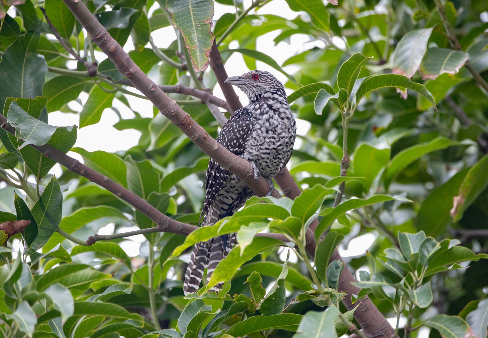 Male Asian Koel, all-black glossy plumage and red eye, perched in the open.