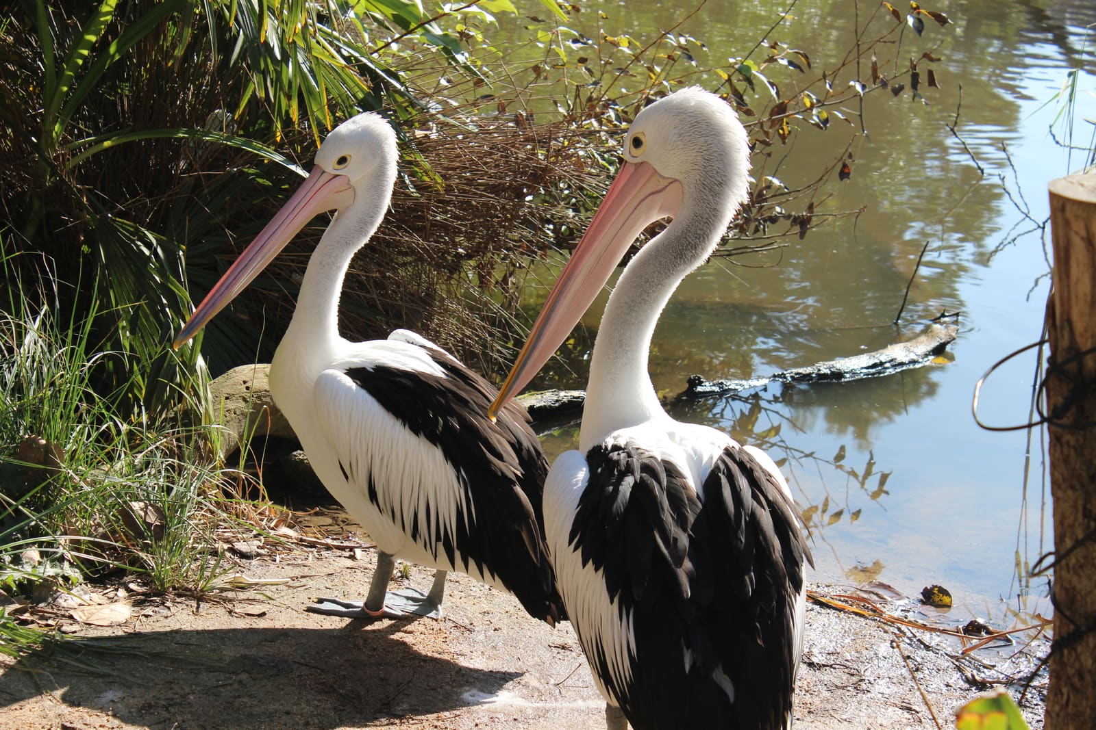 A large white-and-black pelican with a long pink-and-cream bill, standing near water.