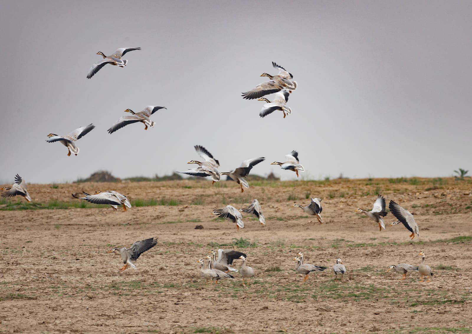 Four Bar-headed Geese descending to land in formation against a clear sky.