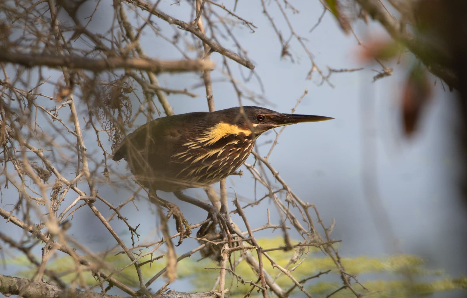 Black Bittern, dark all-over plumage, perched motionless near vegetation.