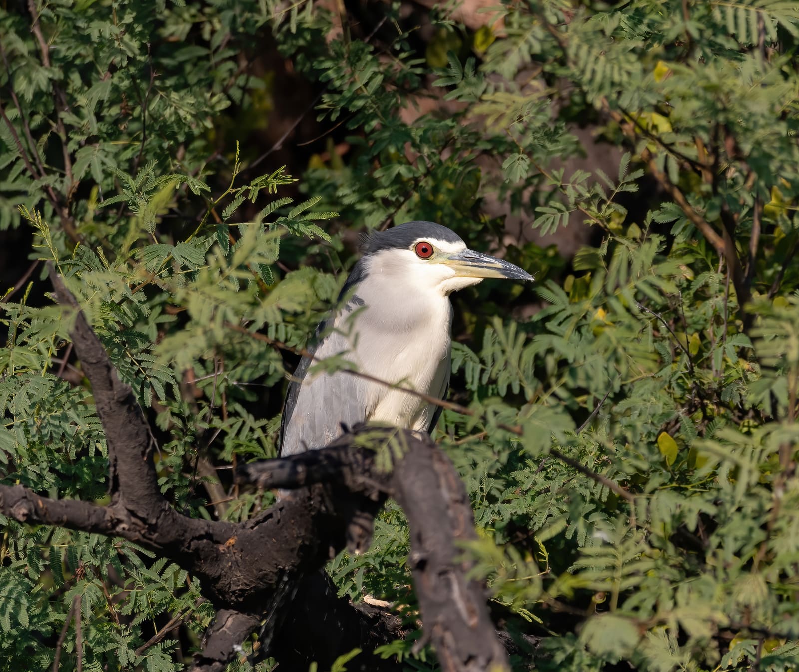 Black-crowned Night Heron perched among leaves, red eye visible.