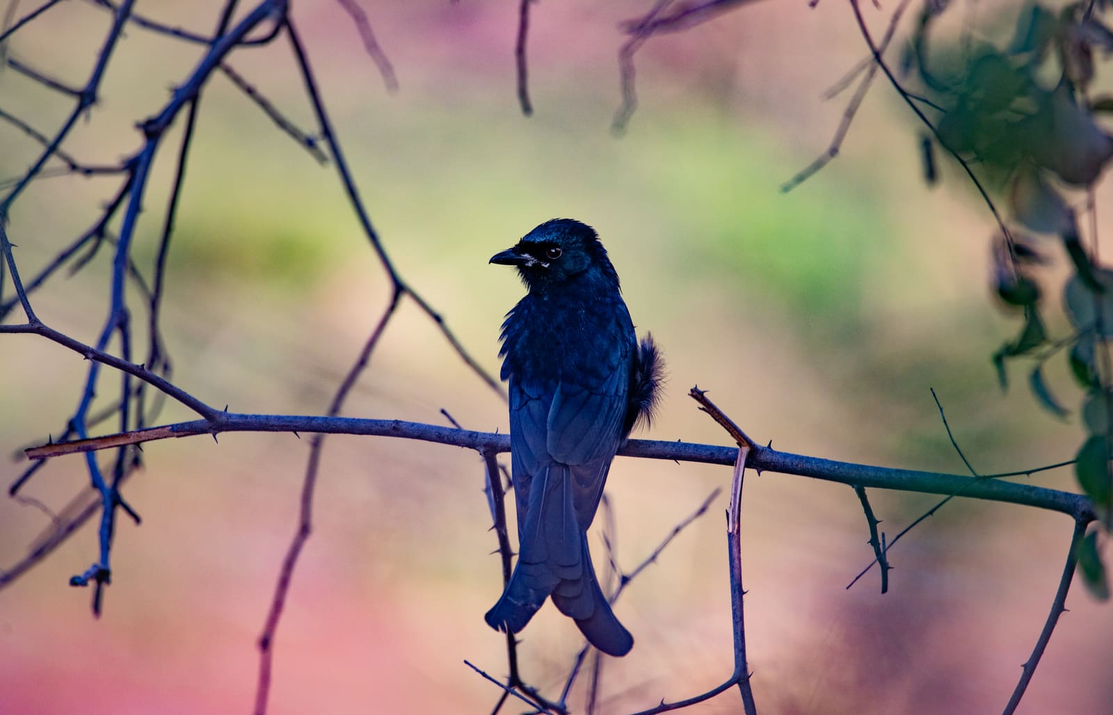 Glossy black drongo with forked tail perched on a thorny twig at sunset.