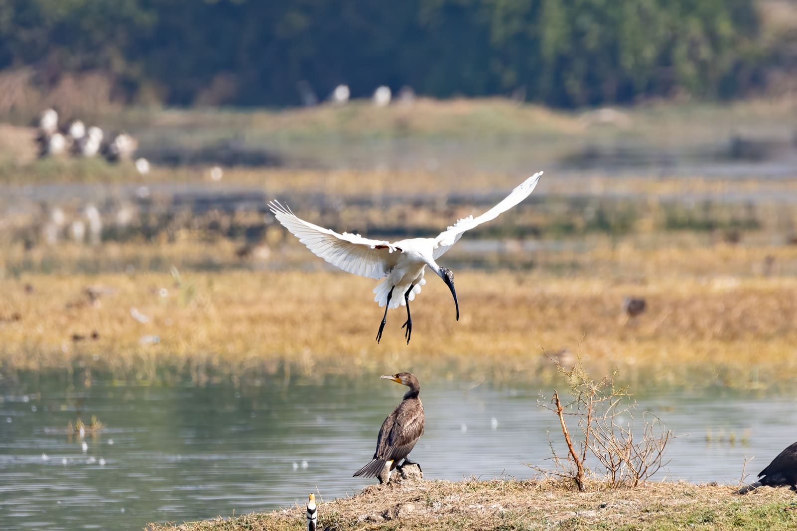 Black-headed Ibis landing with wings spread, an Indian Cormorant standing nearby on the shore.
