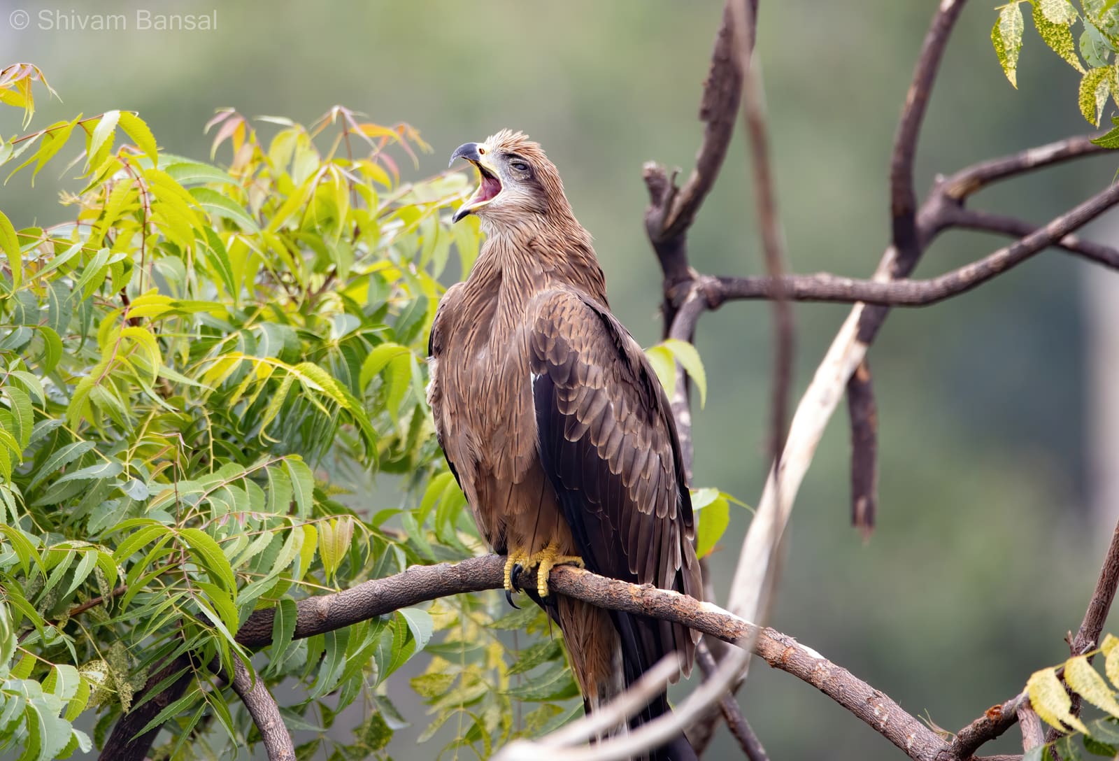 Juvenile Black Kite perched on a branch, calling with beak open.