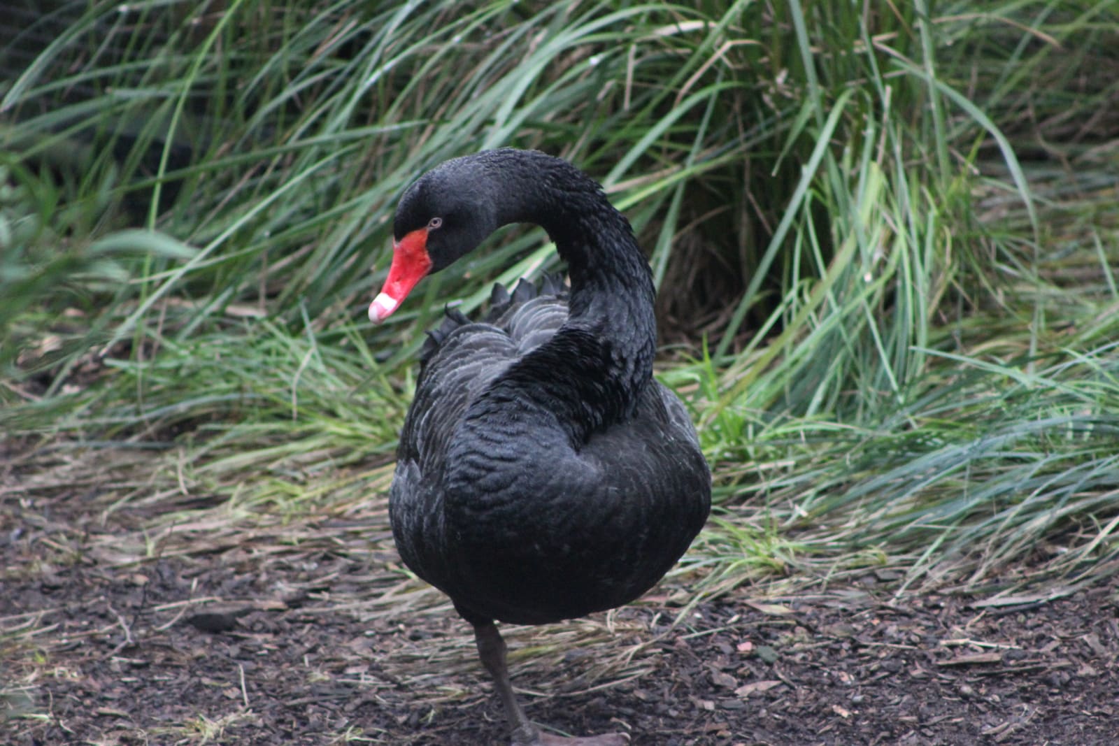An all-black swan with a red bill and a white-tipped feather crest, standing on muddy ground near grass.