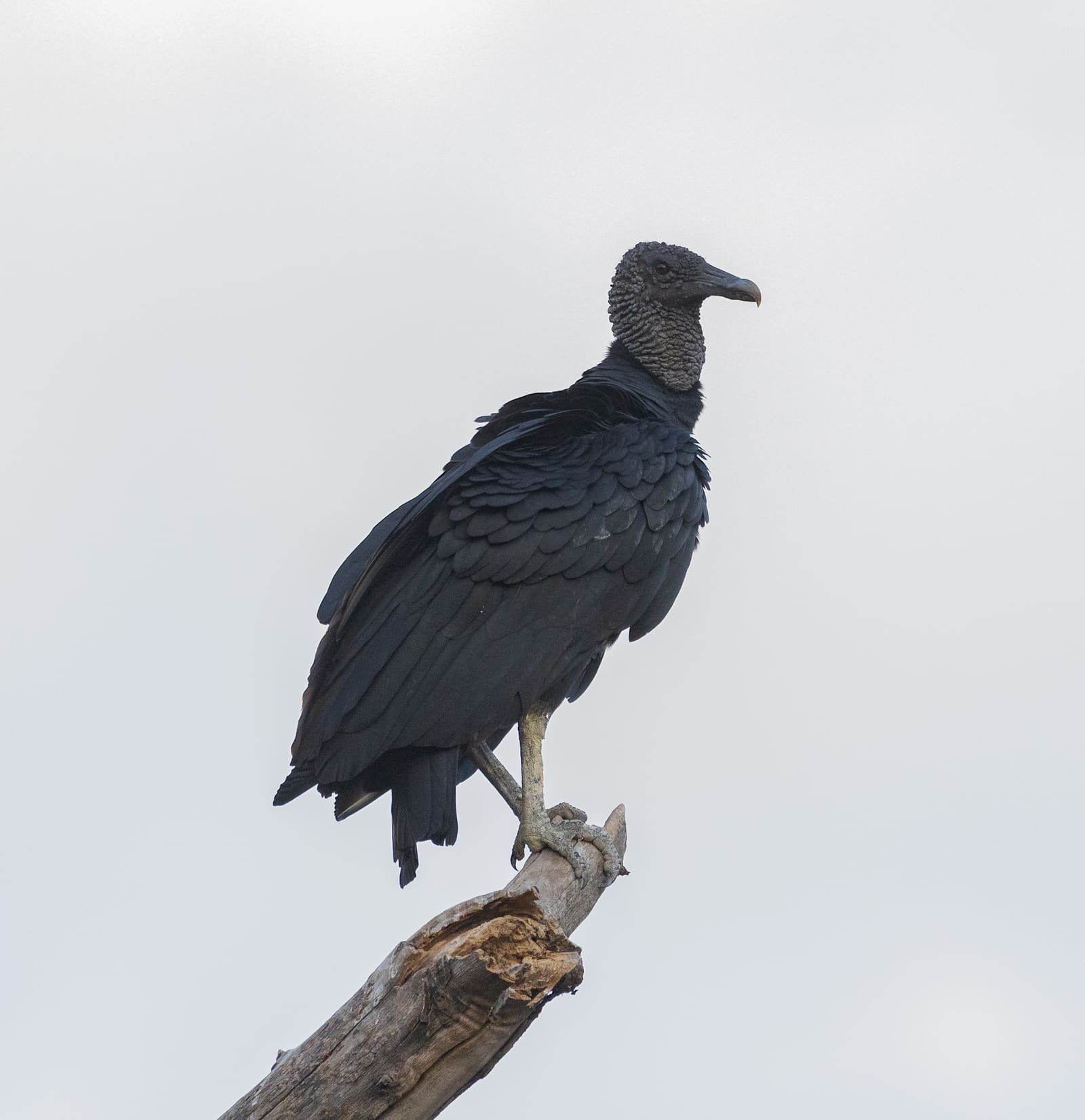 An all-black vulture with a bare grey-black head, perched upright on a post.