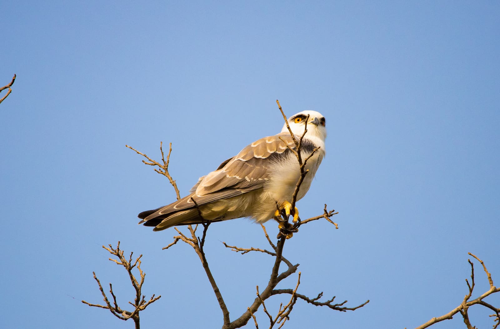 Black-winged Kite with white and grey plumage and red eyes, perched at the top of a leafless tree.