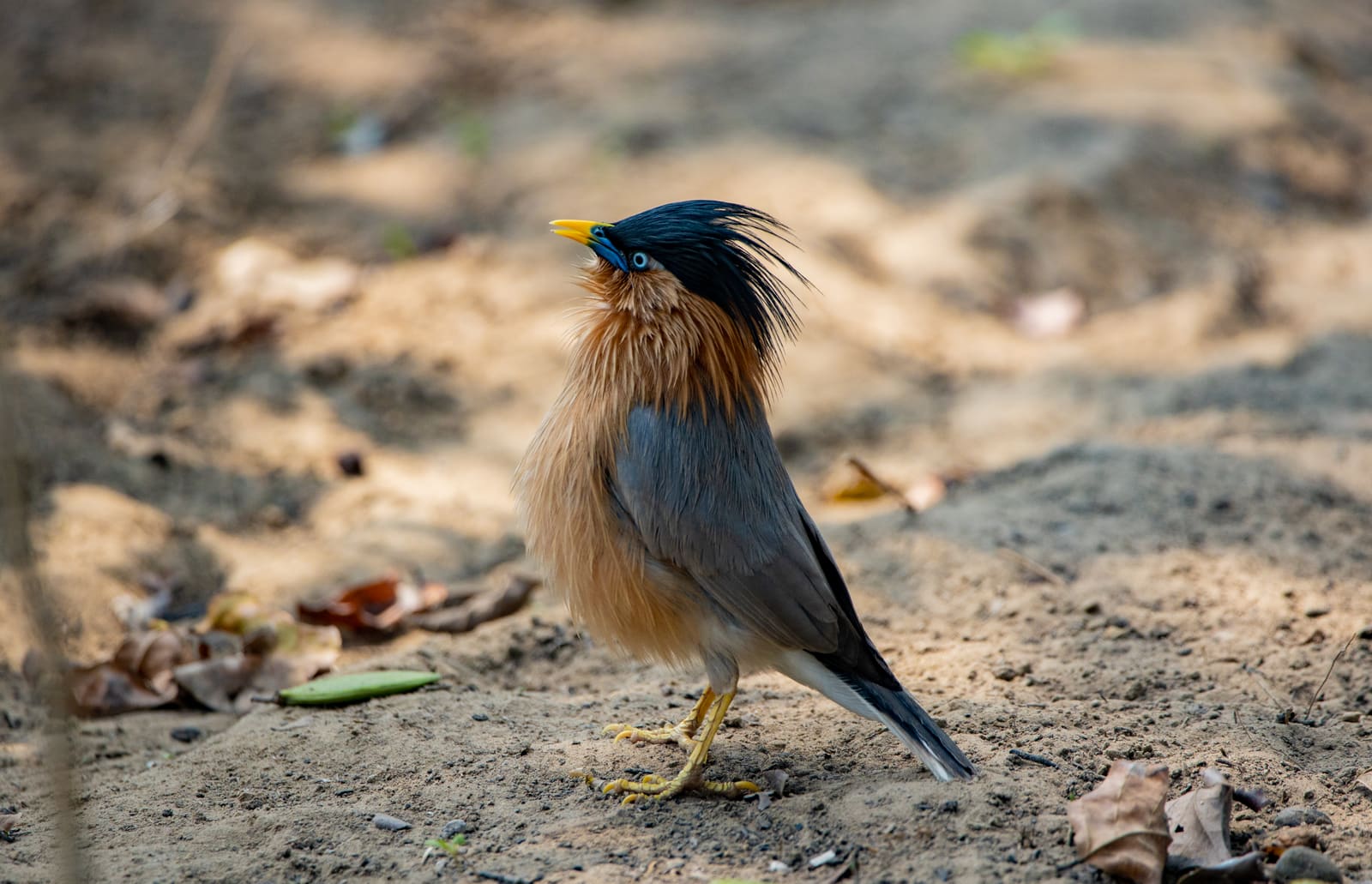 Brahminy Starling with black crest, orange-buff body and pale eye, feathers ruffled.