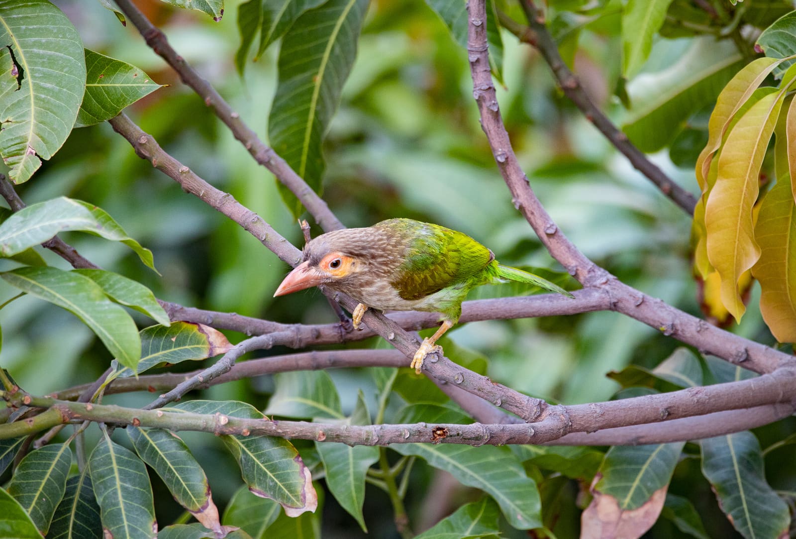 Brown-headed Barbet perched on a branch amid mango tree leaves.