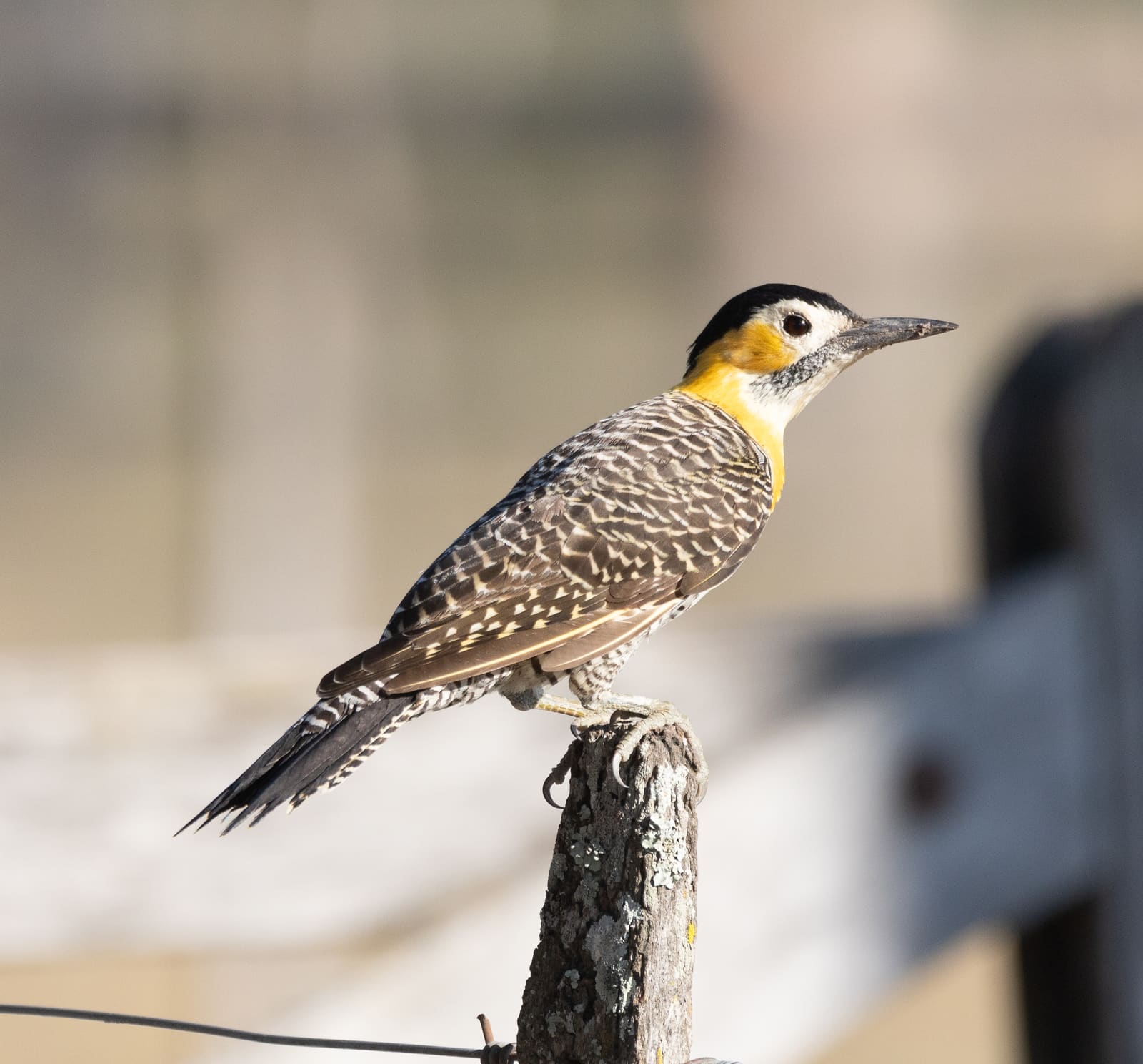 A brown woodpecker with black-spotted underparts and a barred back, gripping a wooden post.