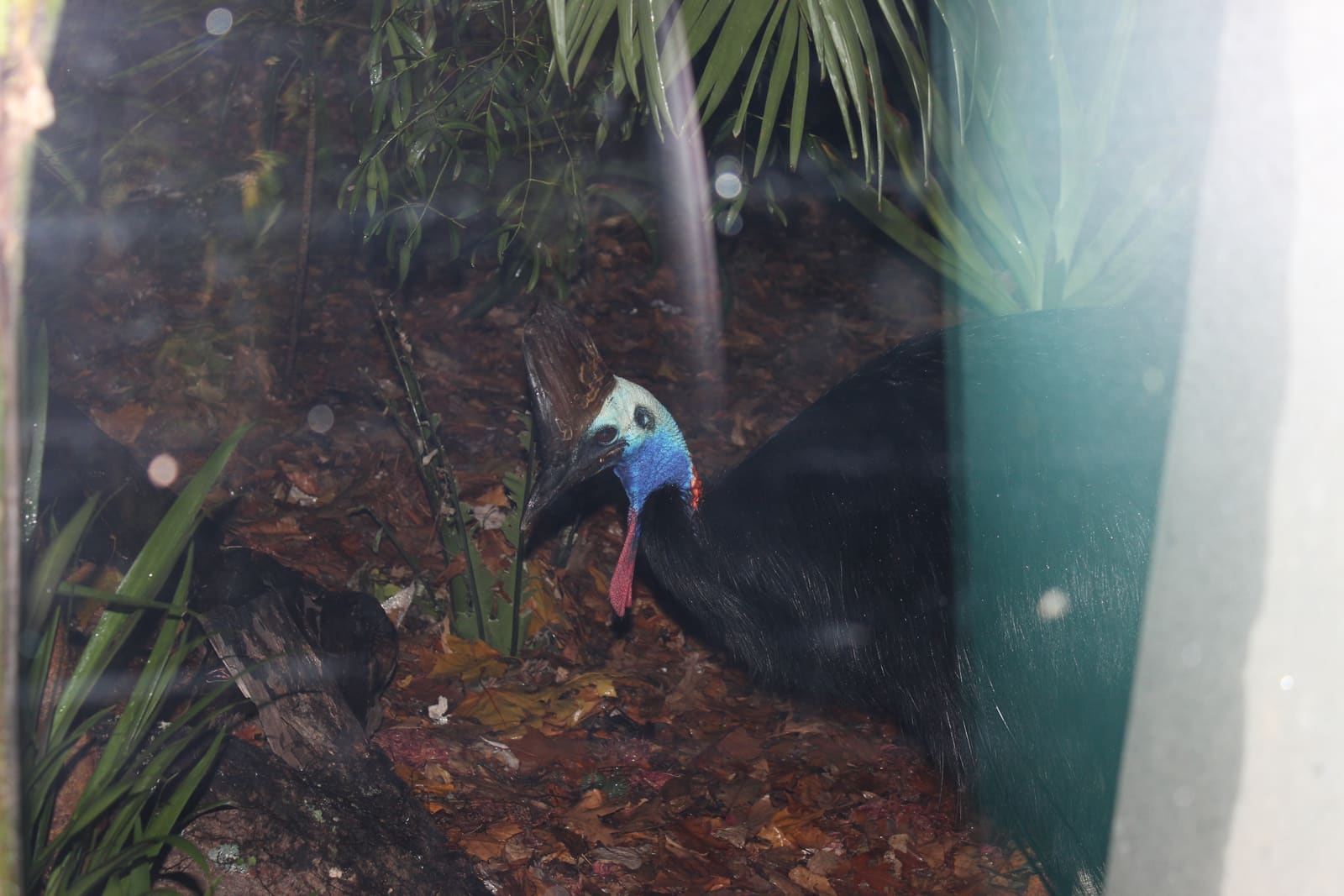A large flightless bird with black feathers, a blue neck, red wattles, and a tall brown casque on its head.
