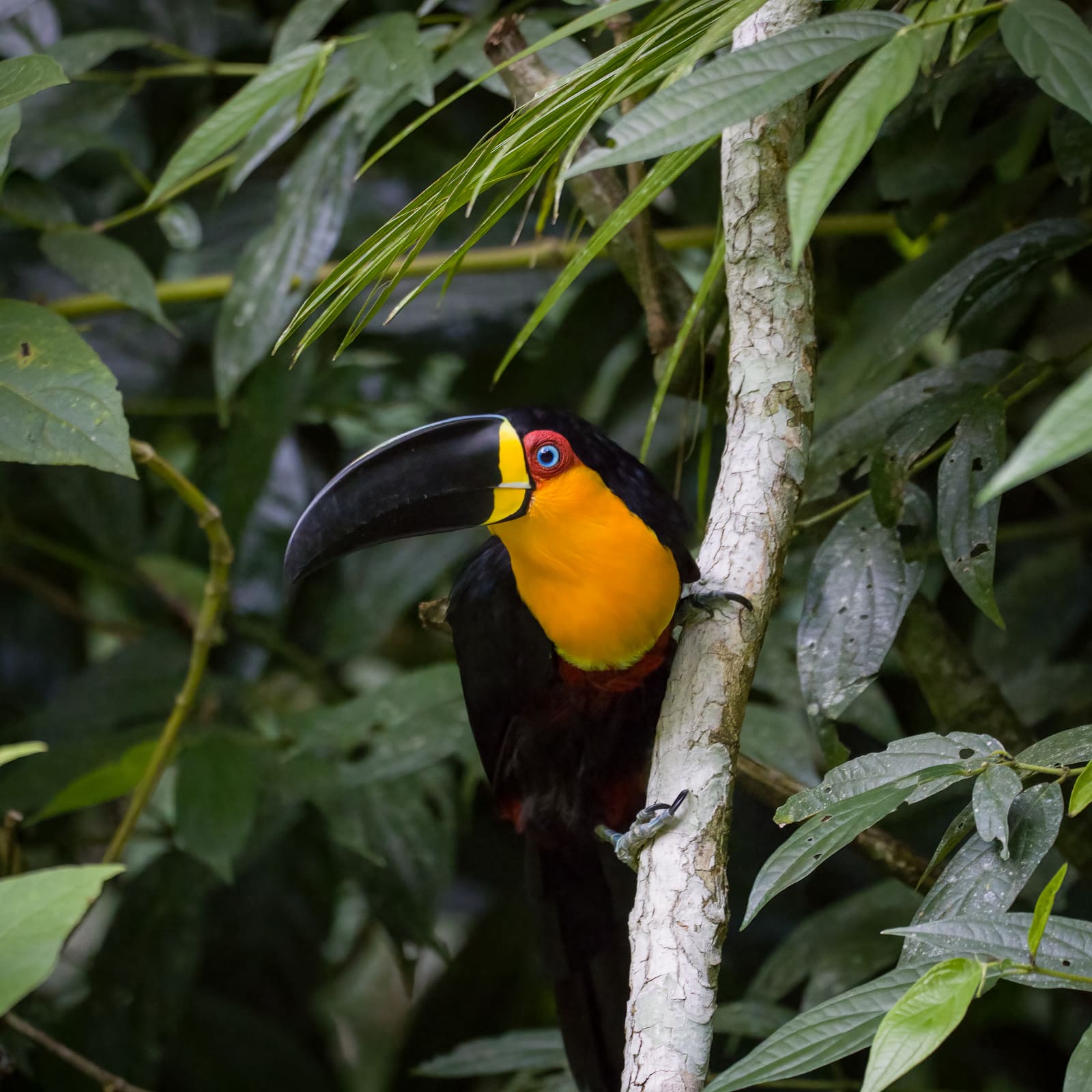 A toucan with a large black bill marked by a pale cream stripe along the top, red eye-ring, blue eye, bright orange throat and chest, and black body, perched on a branch amid green leaves.