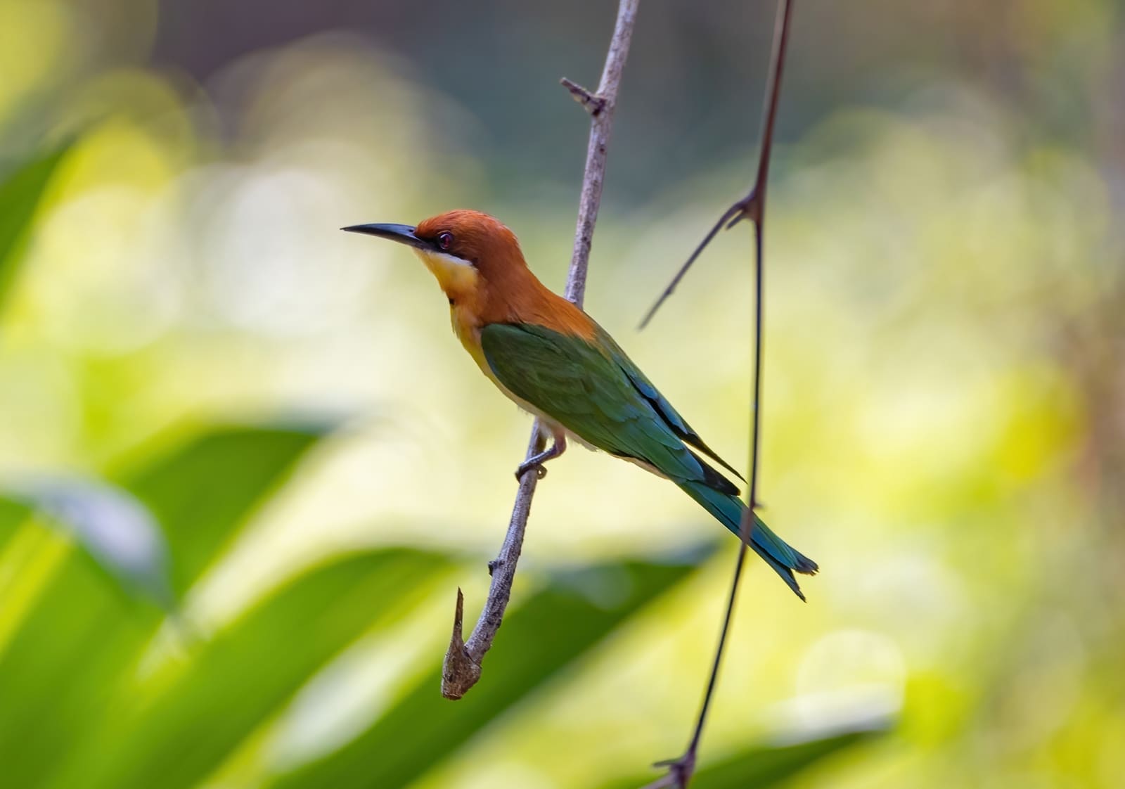 A green bird with a chestnut-colored head and a slim curved black bill, perched among twigs.
