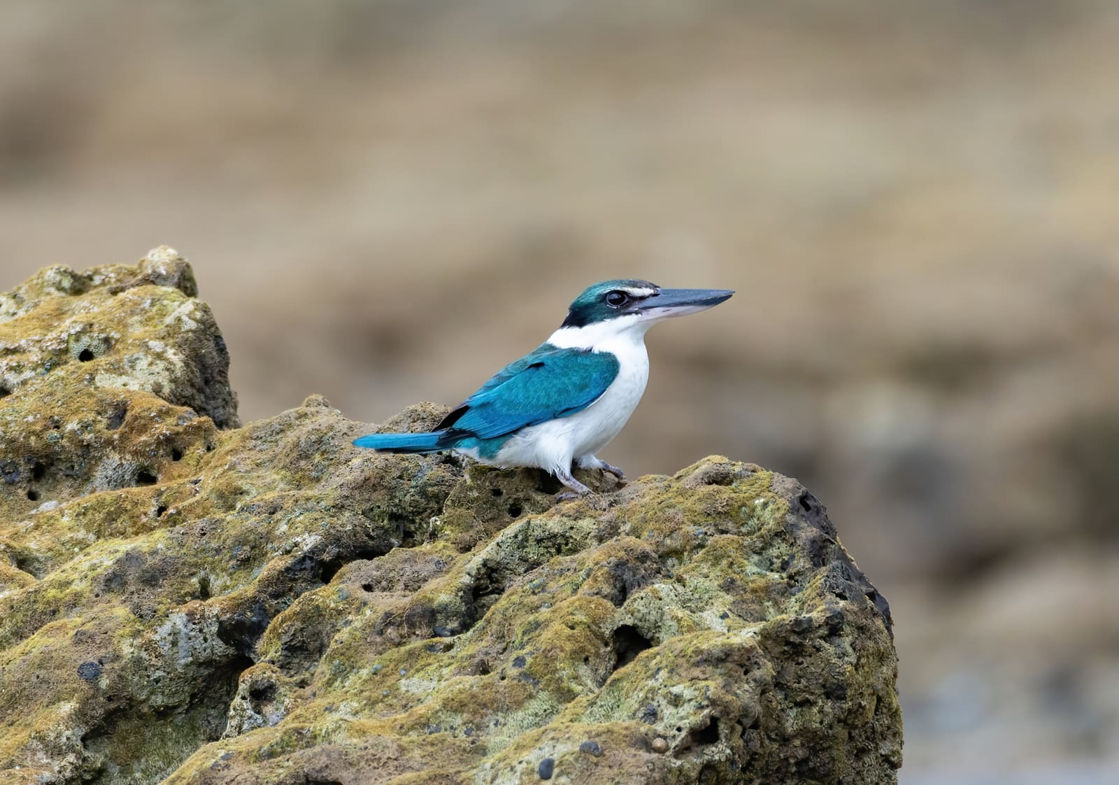 A blue-green kingfisher with a white collar and underparts, perched on a rock.