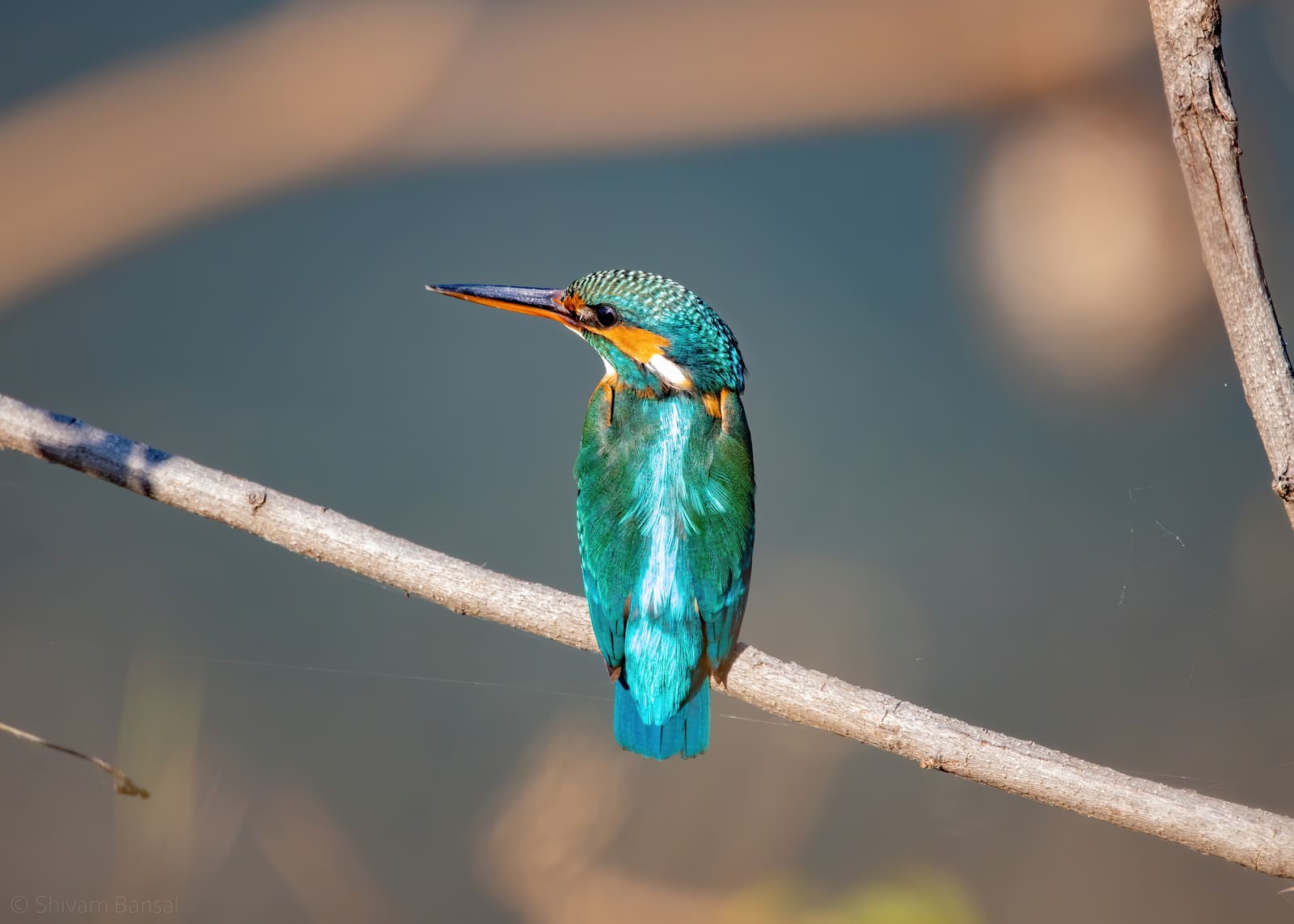 Common Kingfisher with iridescent blue back and orange breast perched on a branch.