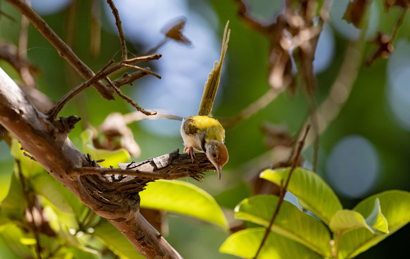 Common Tailorbird hanging from a thin twig, tail cocked up, foraging.