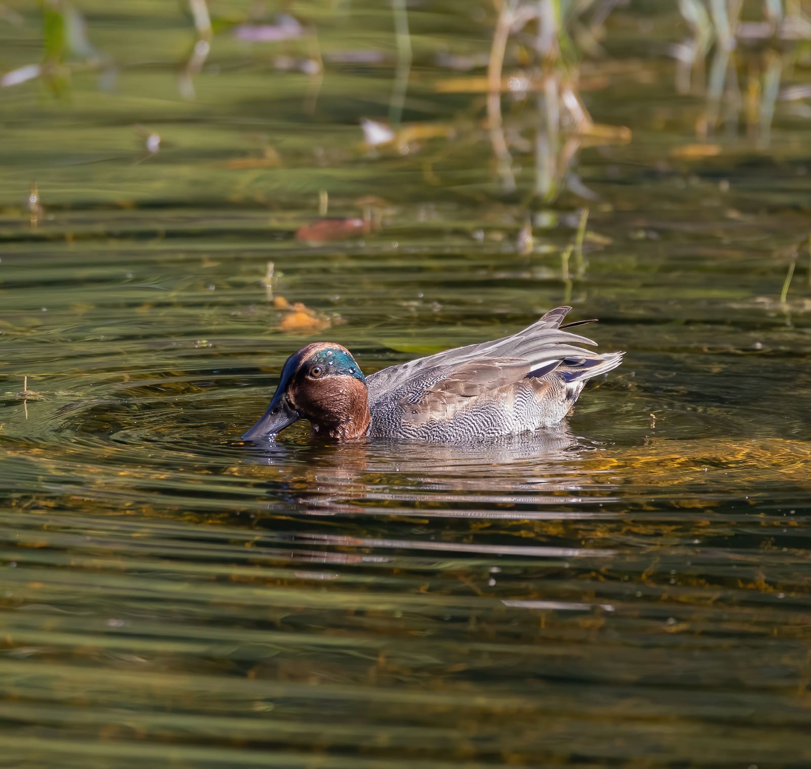 Male Common Teal swimming, green head patch and speckled body visible.