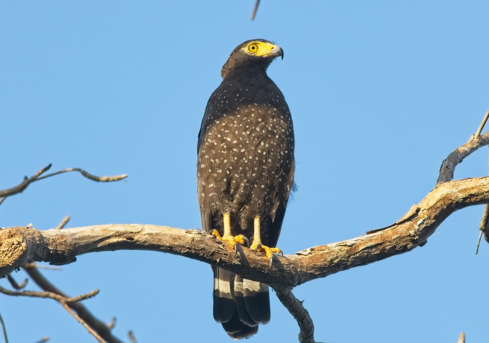 A dark brown raptor densely spotted with white, with bright yellow eyes, perched on a bare branch.