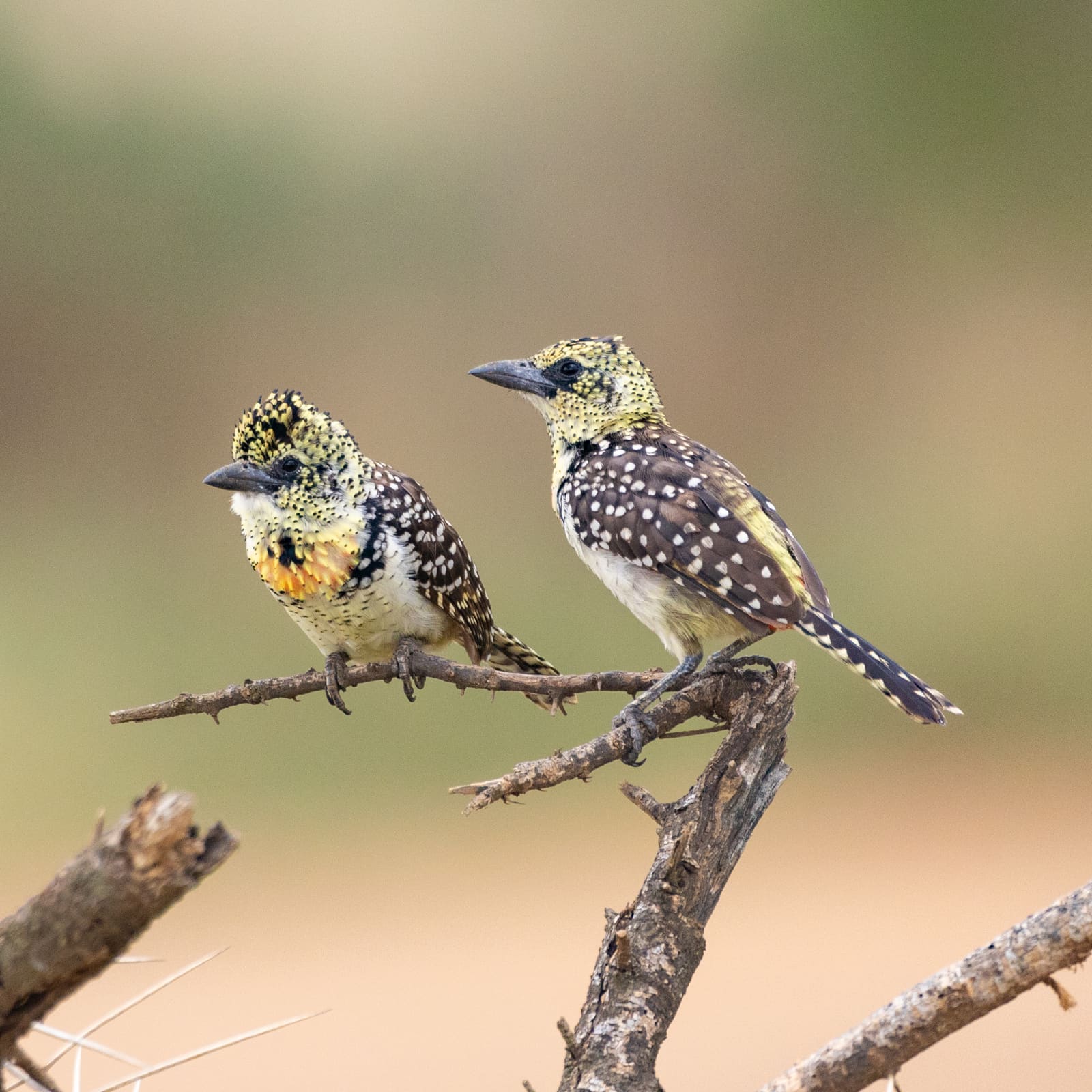 A stocky yellow bird heavily spotted with black, with a patterned black-and-white head, on a branch.