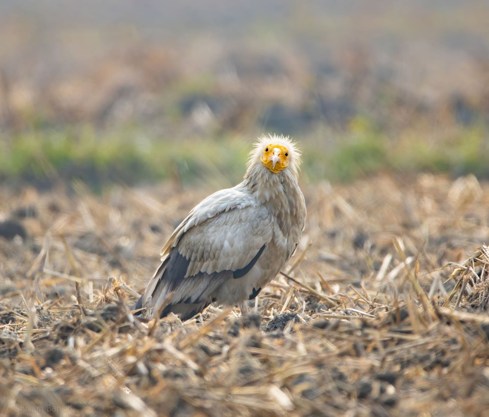 Egyptian Vulture with yellow face and white ruffled plumage, standing in a harvested field, looking at camera.