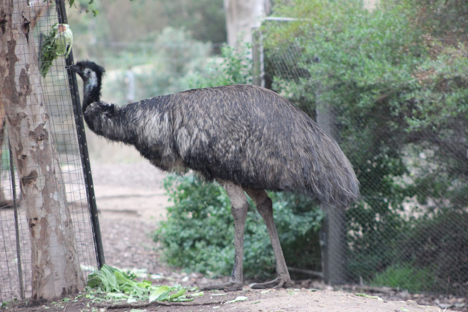 A large flightless brown bird with shaggy feathers, a long neck, and small head standing in an open area.