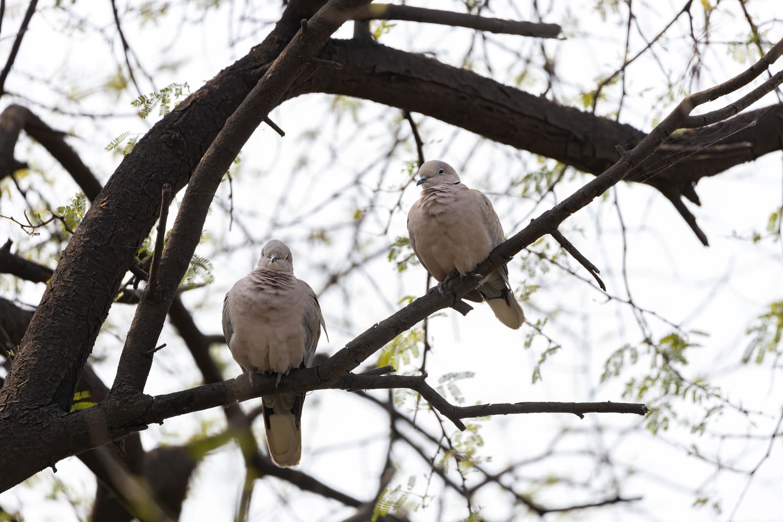 Two Eurasian Collared Doves perched together on a leafless branch.