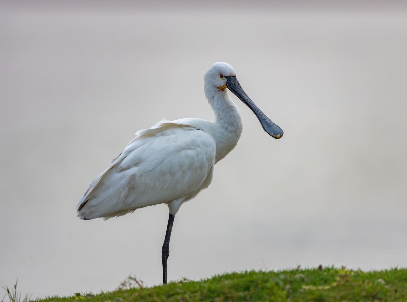 Eurasian Spoonbill standing on one leg on grass, spoon-shaped bill visible in profile.