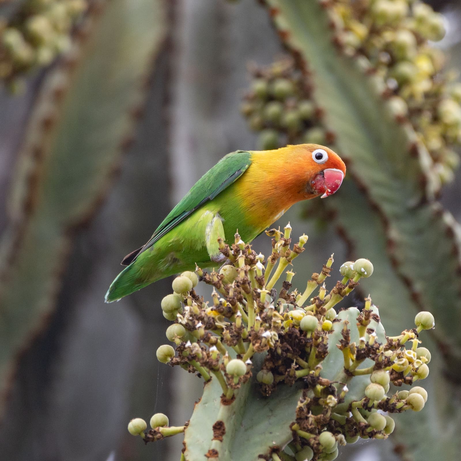A small green parrot with an orange face and head perched on a thin branch.