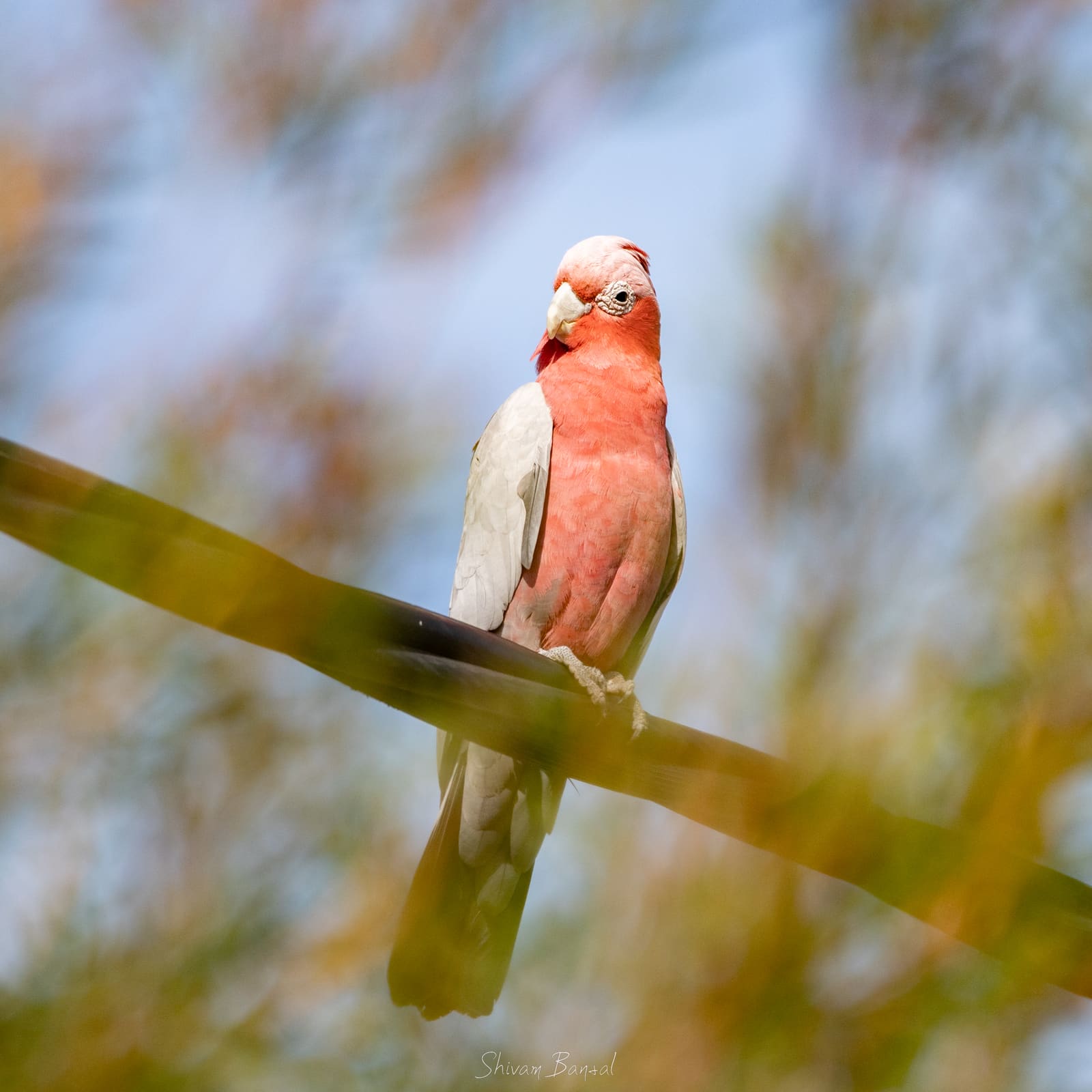 A cockatoo with a pink face and chest, grey wings, and a pale pink crest, perched on a branch.