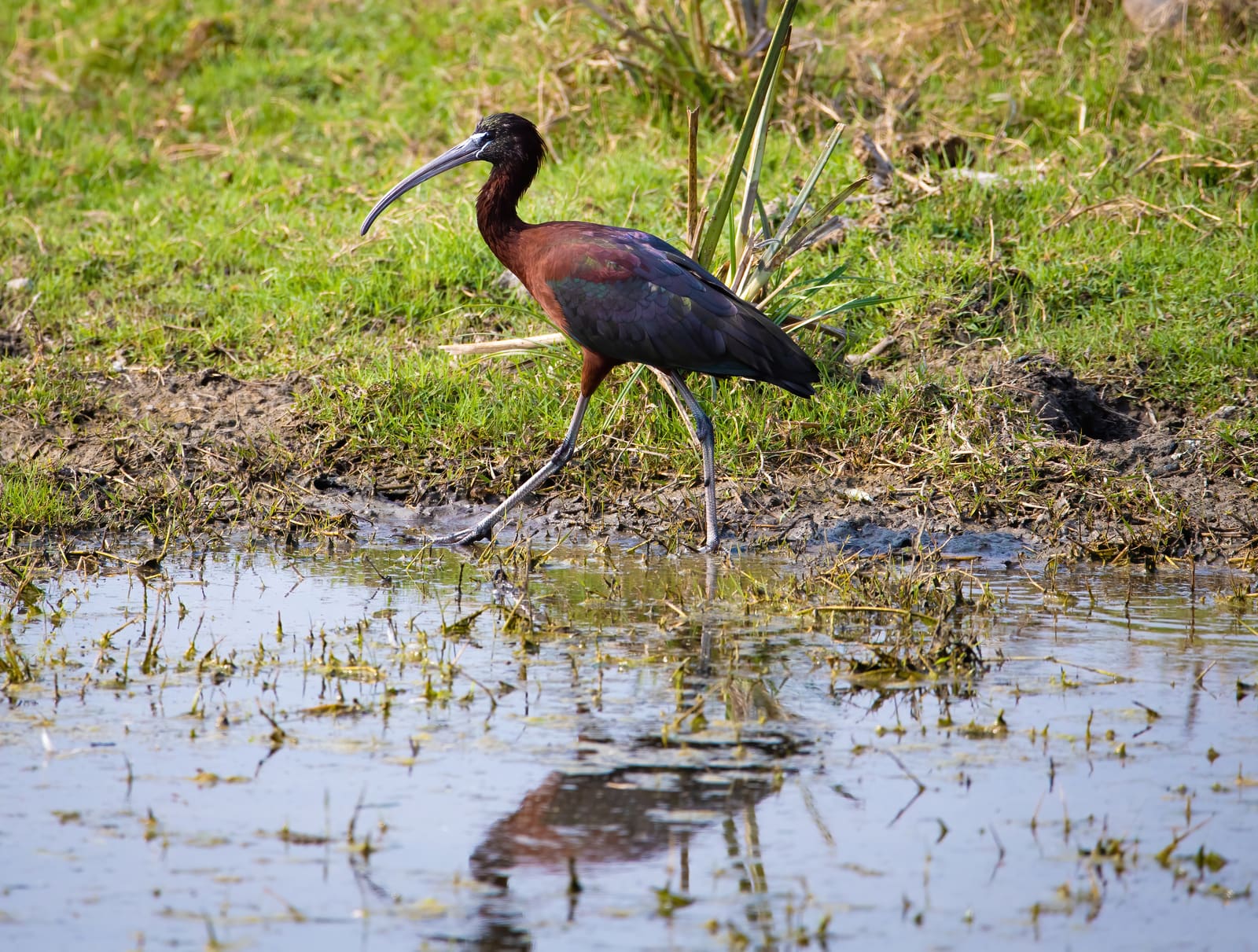 Glossy Ibis walking at the water's edge, dark iridescent plumage and long down-curved bill.