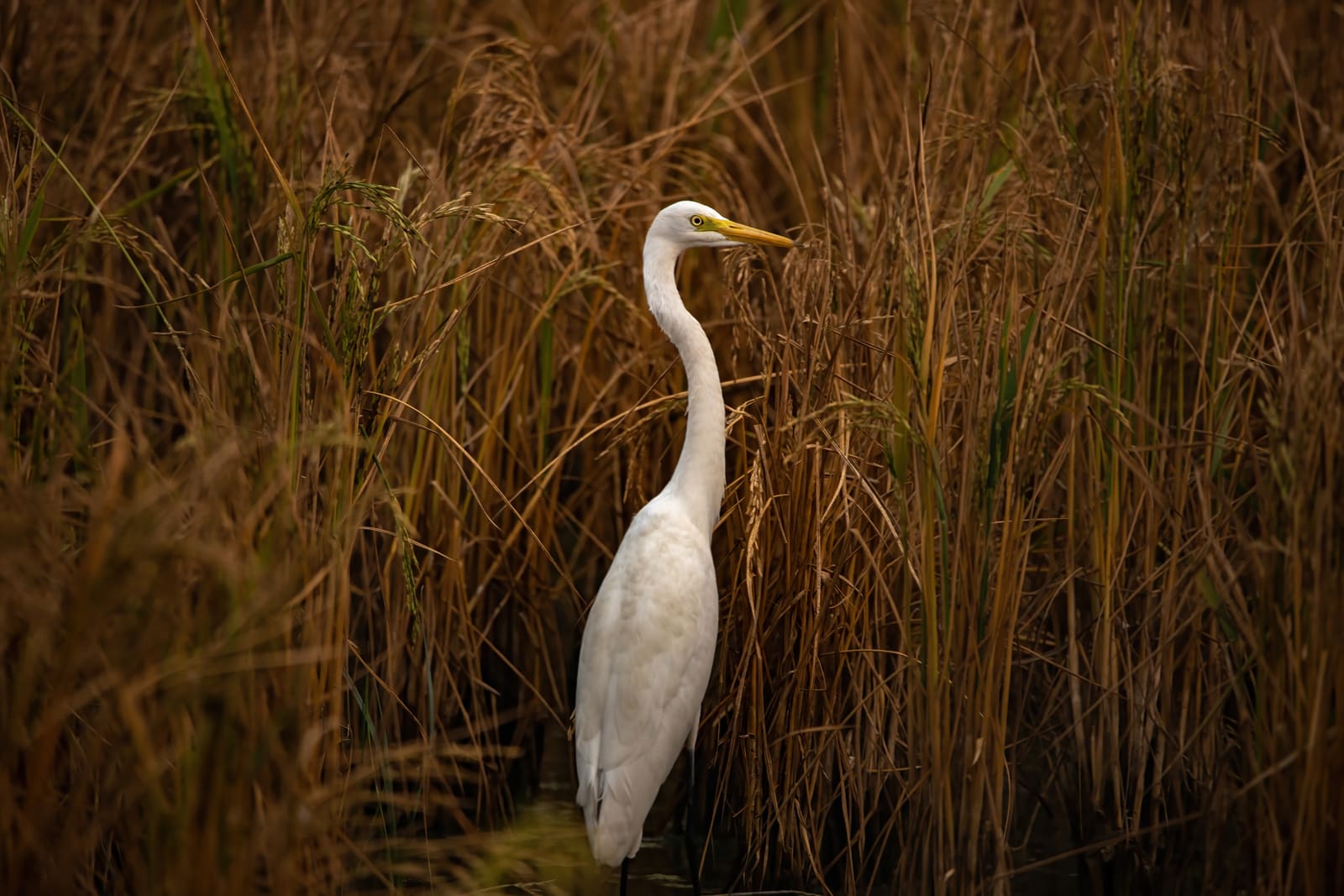 Great Egret standing among tall golden reeds, long neck extended upward.