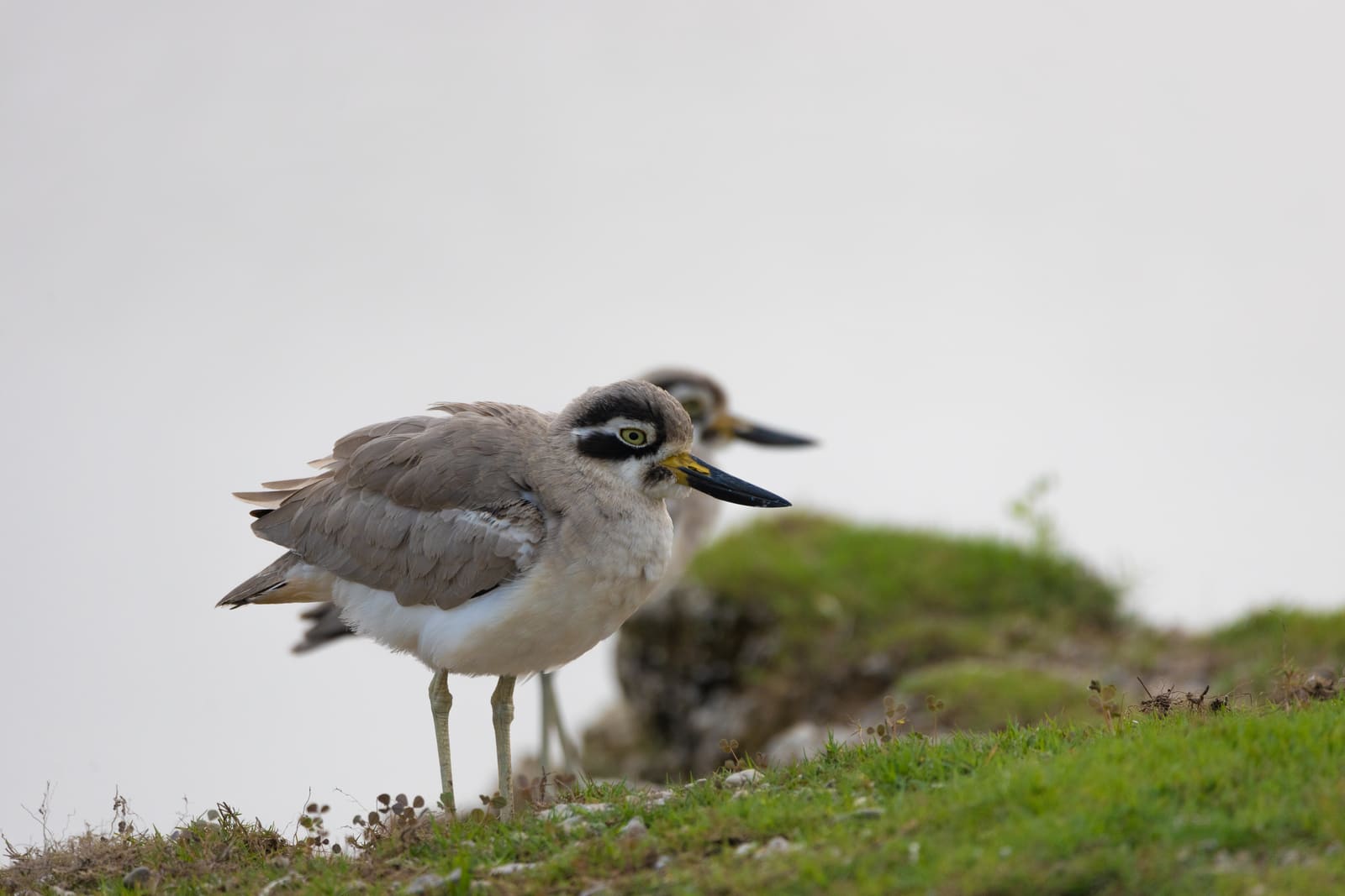 Great Thick-knee close-up showing large yellow eye and black-tipped bill, with a second bird behind.