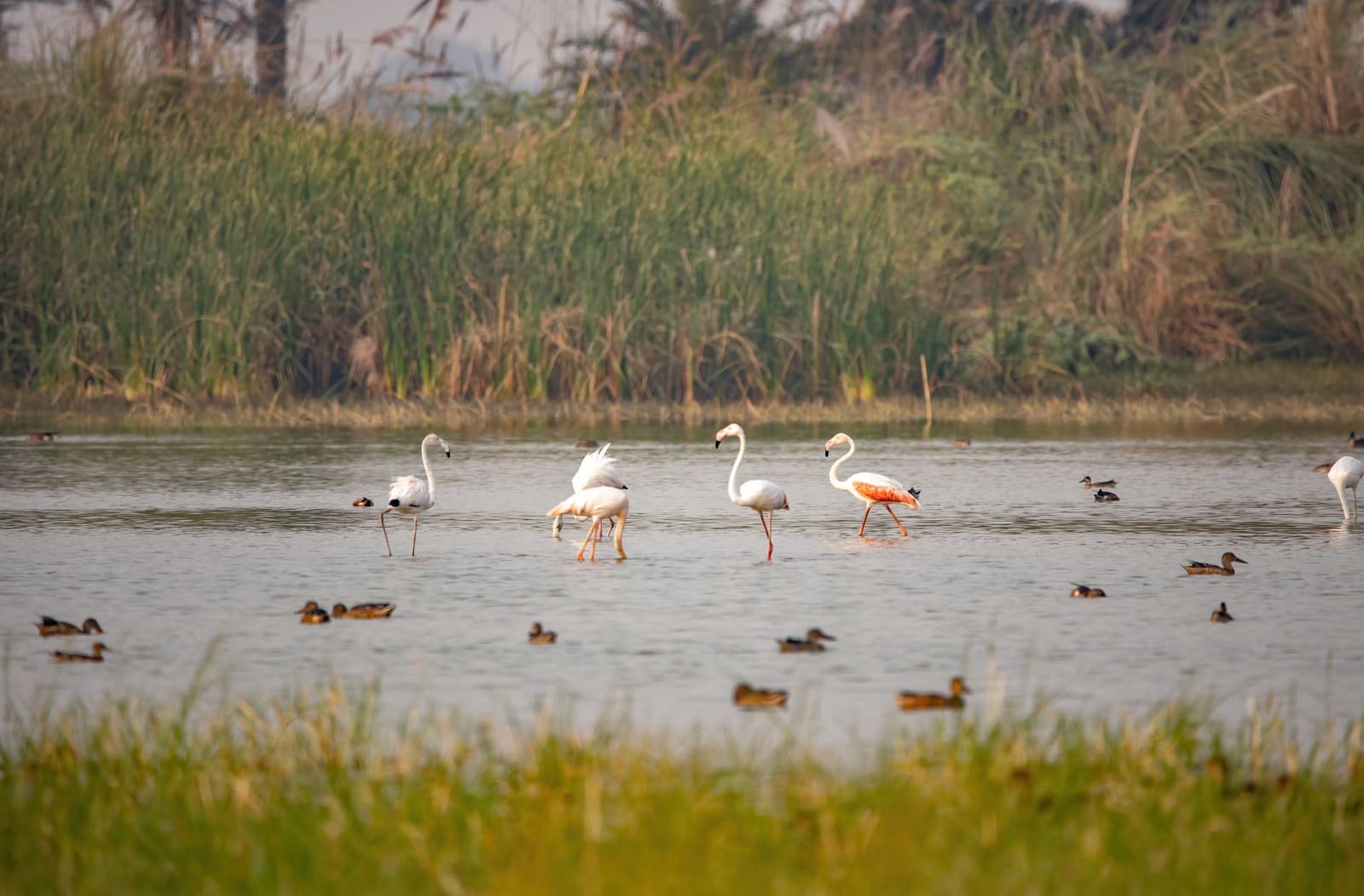 Four Greater Flamingos wading among ducks in a wetland, one flamingo preening with wings raised.
