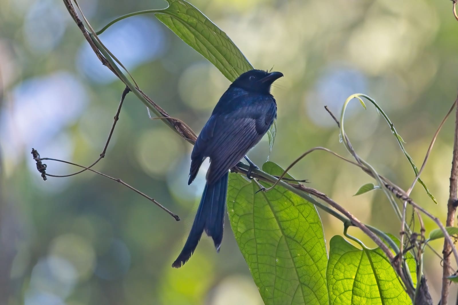A glossy black bird with a forward-curling crest and two long wire-like tail feathers, perched among leaves.