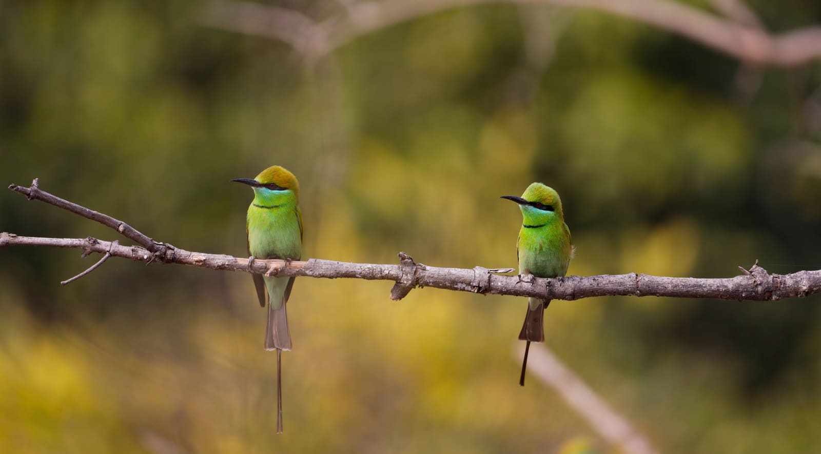 Two Green Bee-eaters perched together on a thin branch.