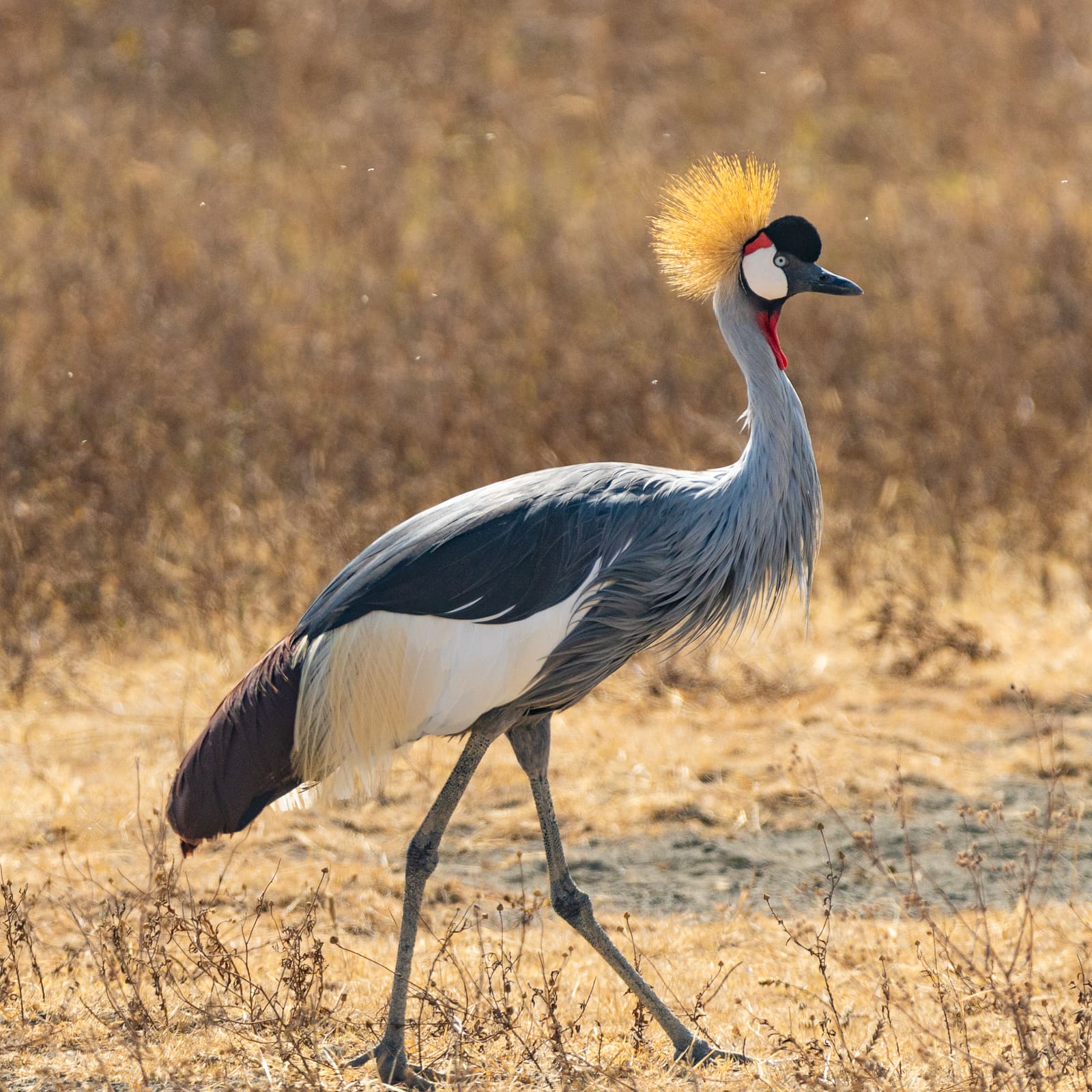 A grey-bodied crane with a crown of golden bristly feathers, white cheek patches, and a red throat wattle.
