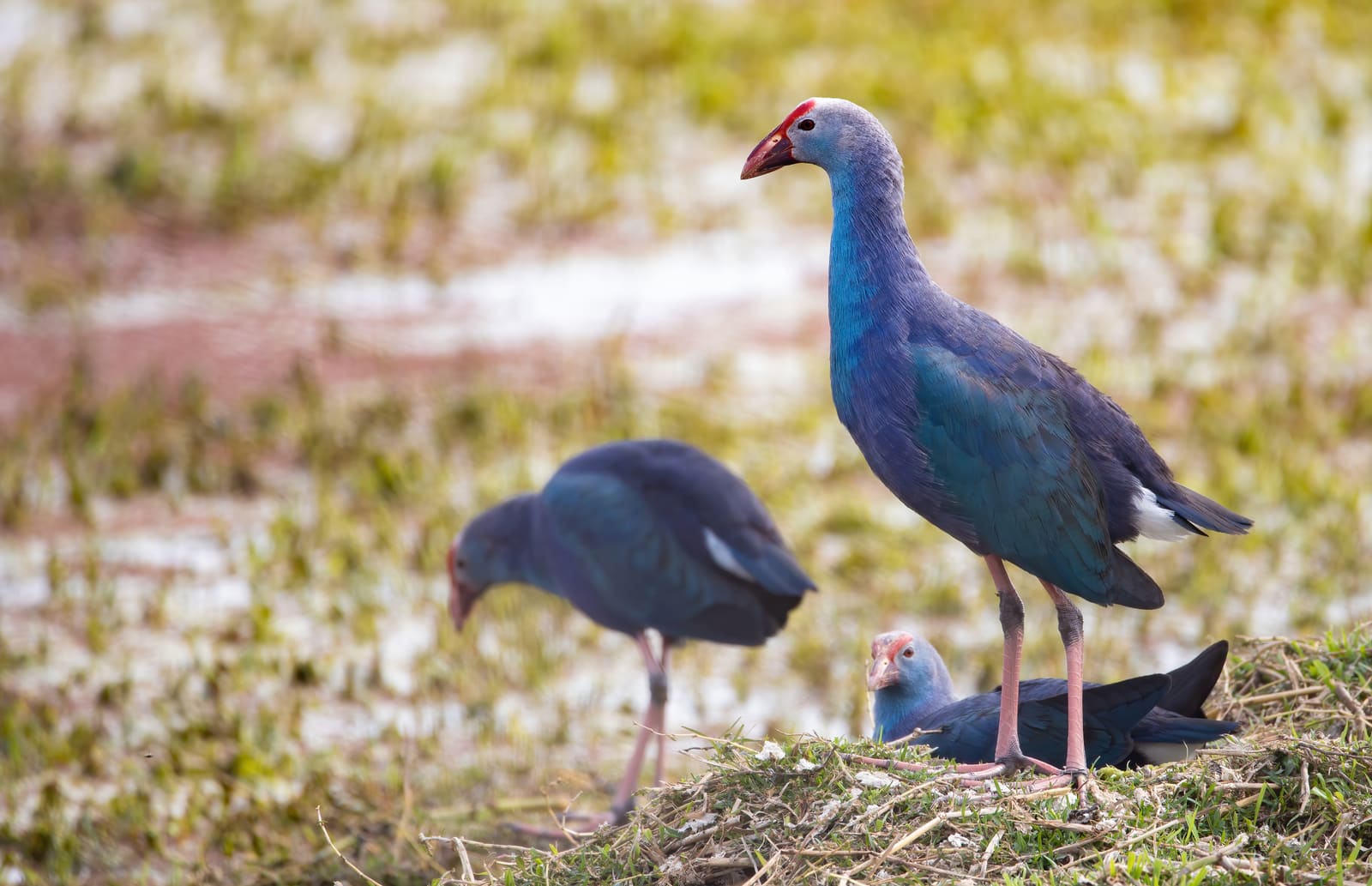Adult Grey-headed Swamphen standing over two downy chicks on marshy ground, with another adult nearby.
