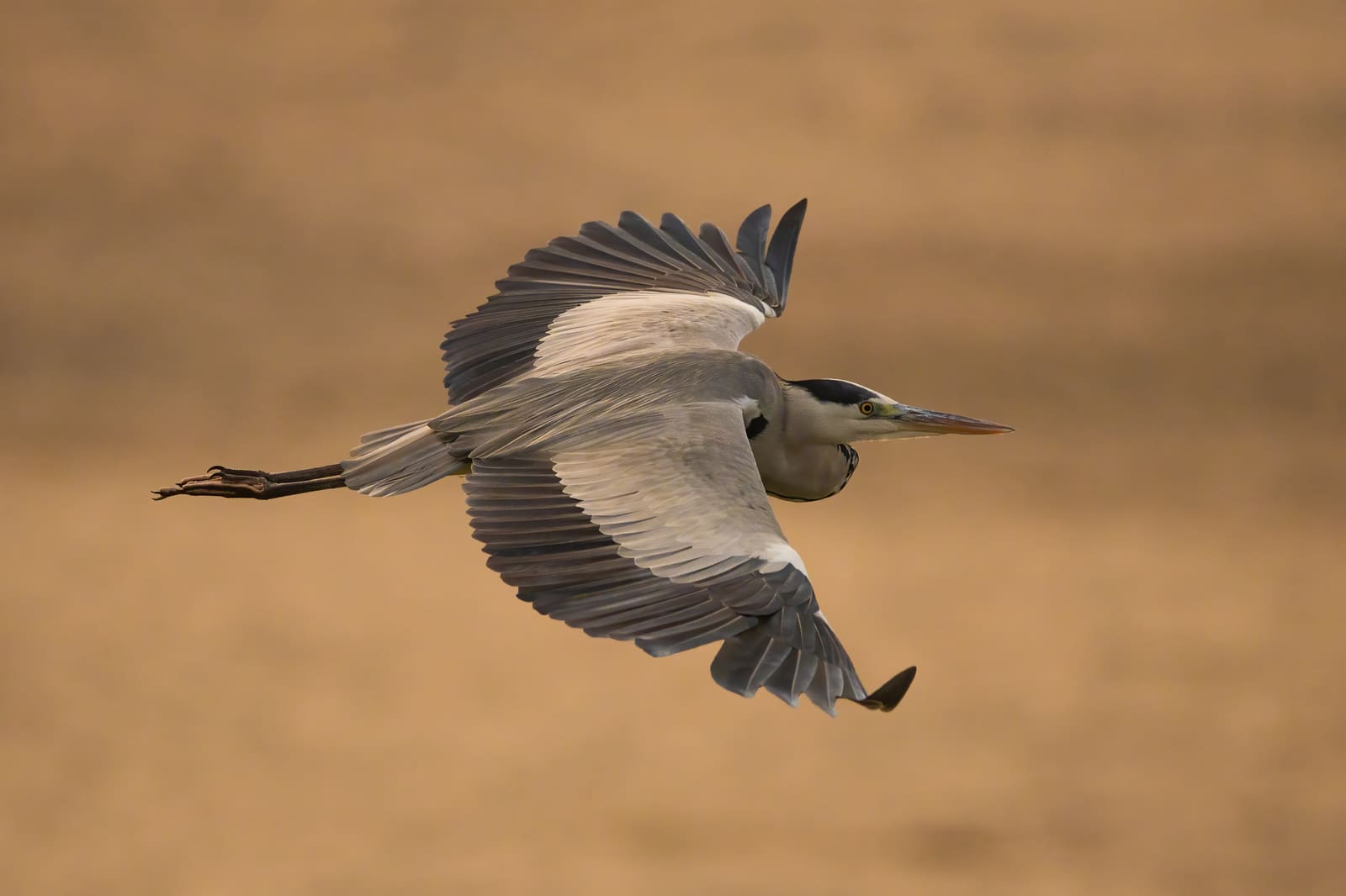 Grey Heron in flight with wings spread wide, seen from below against a golden-toned background.