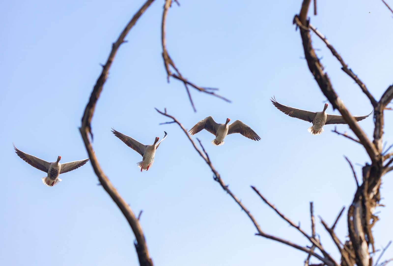 Four Greylag Geese descending to land, wings spread, framed by leafless tree branches against blue sky.