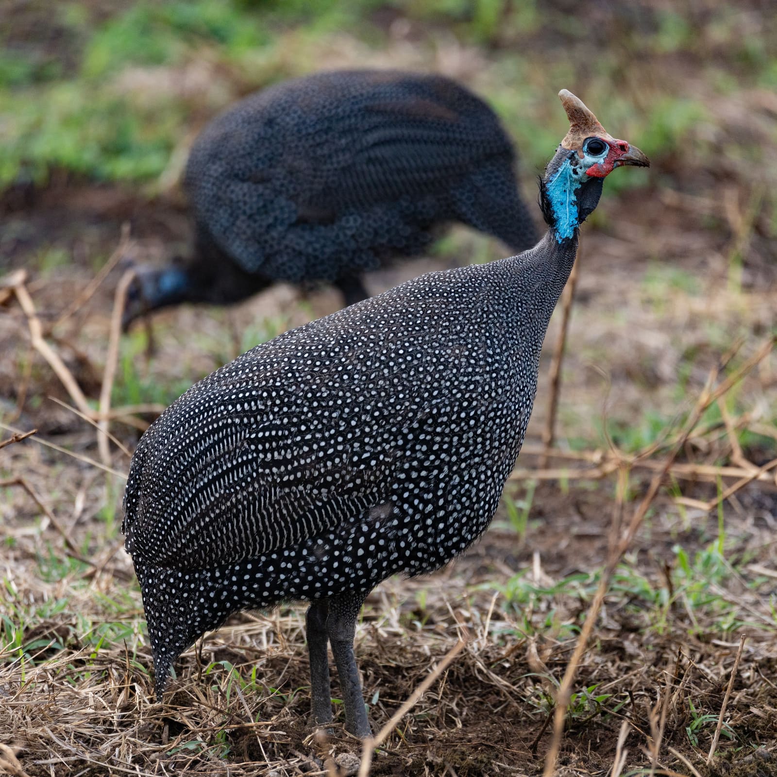 A grey bird covered in small white spots, with a bare blue-and-red head and a small bony horn on top.