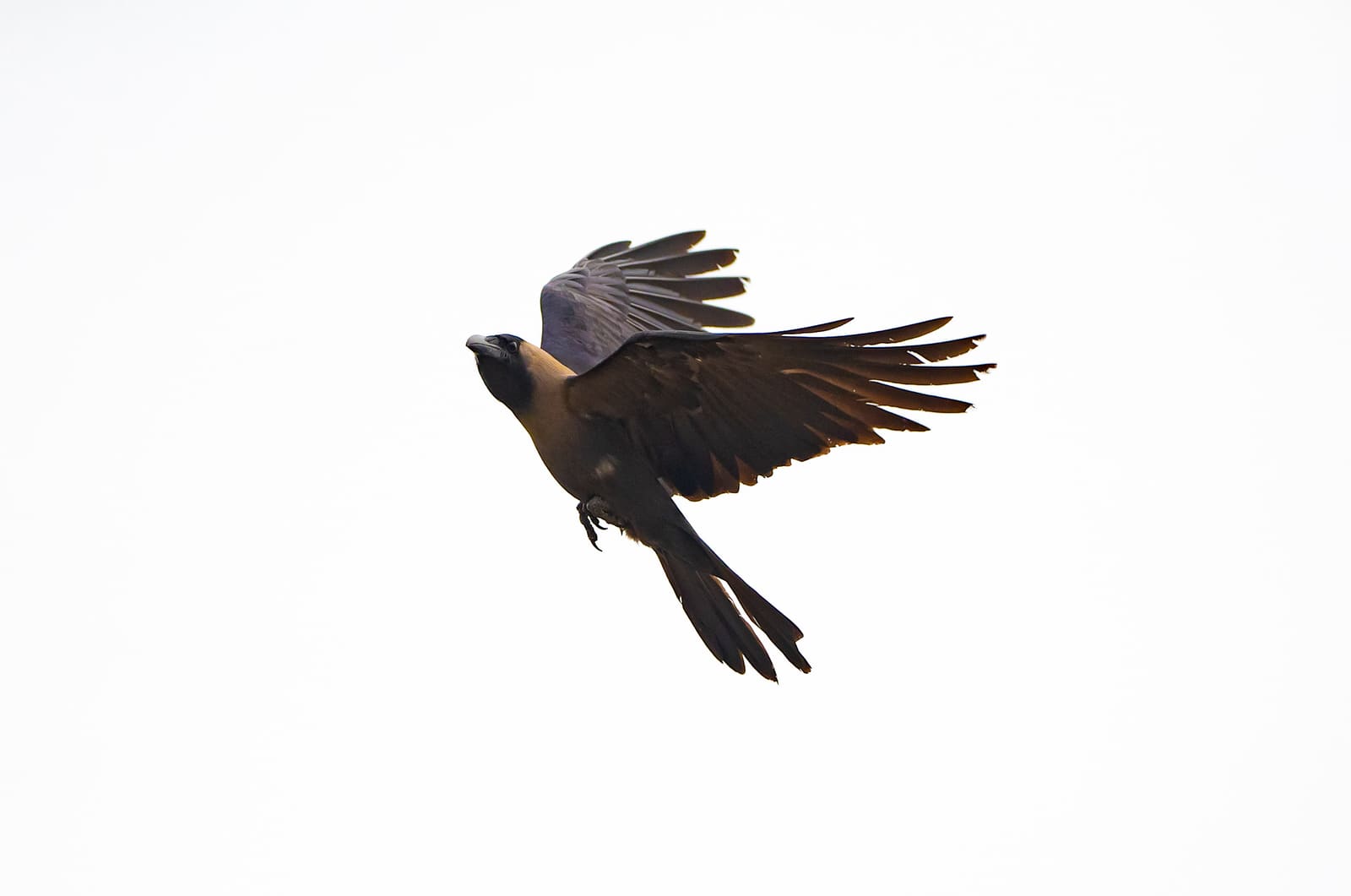 House Crow in flight with wings spread, pale sky background.