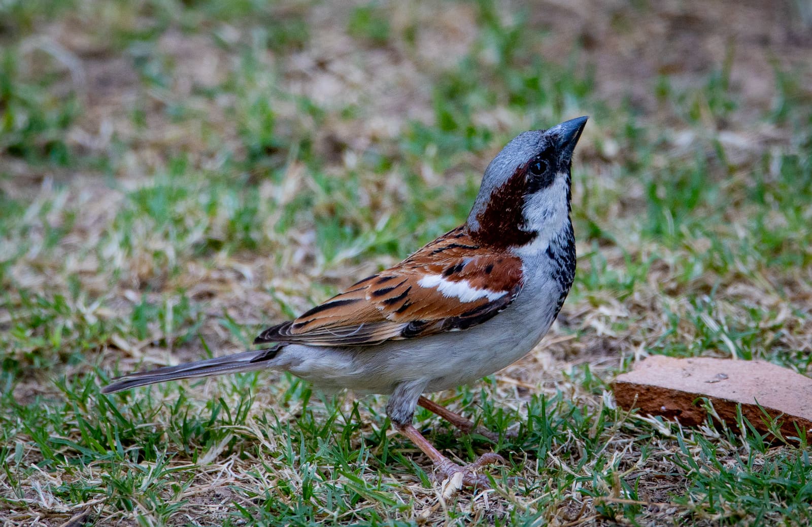 Male House Sparrow standing on grass beside a piece of broken tile.