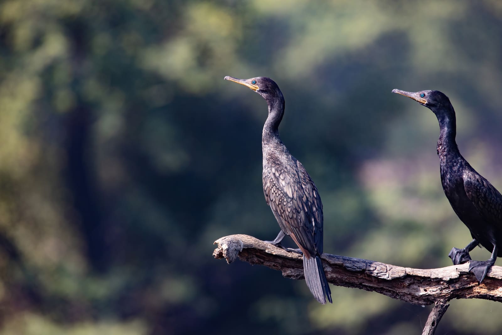 Two Indian Cormorants perched on a bare branch above water, facing opposite directions.