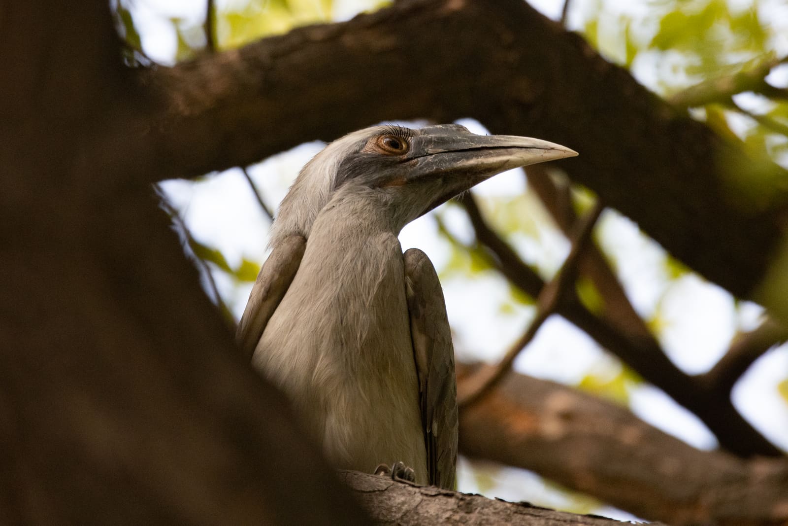 Indian Grey Hornbill perched in a tree, framed by branches, curved bill in profile.